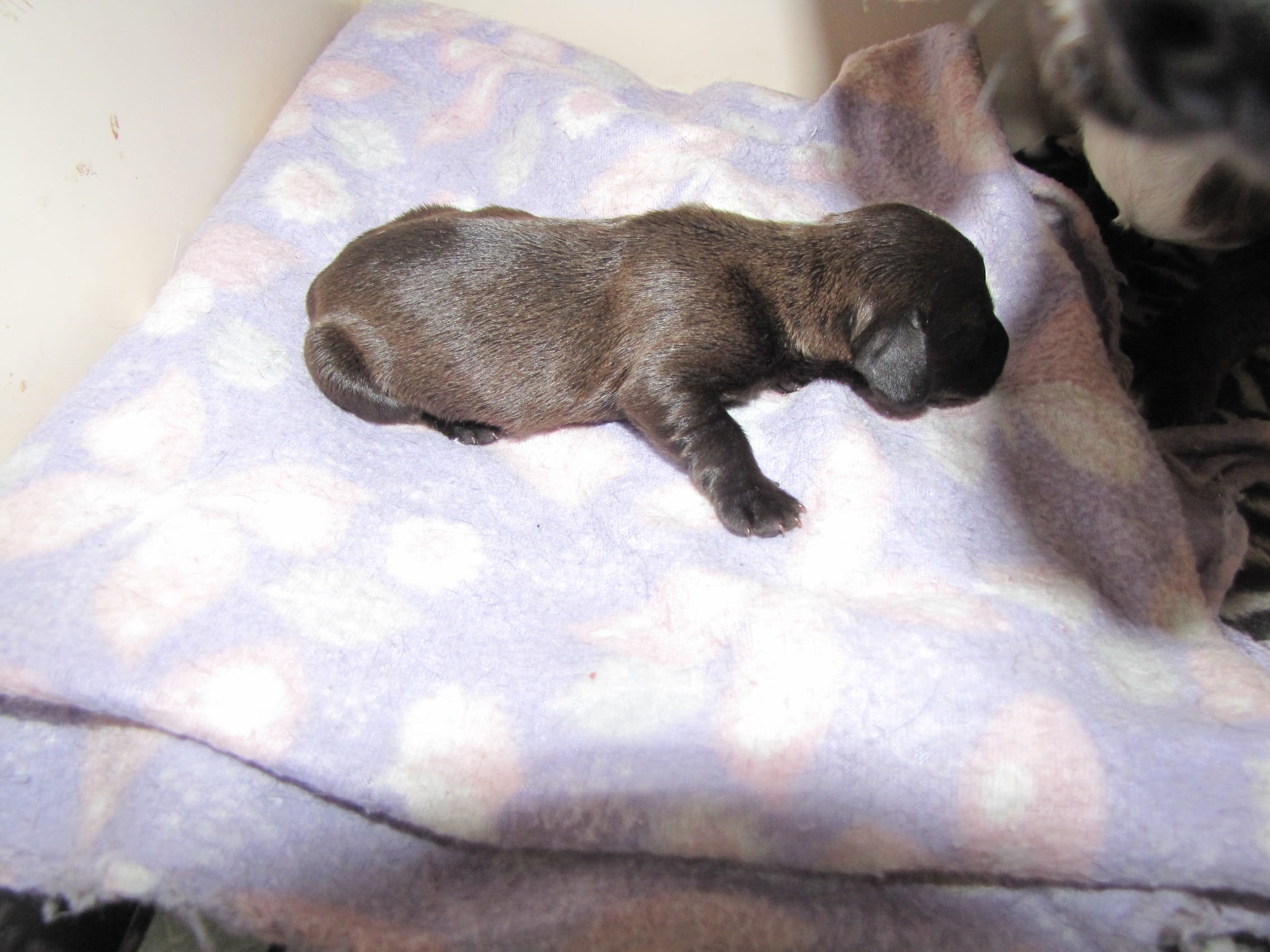 SABLE FEMALE – Miniature Dachshund puppy for sale in Springfield, TN