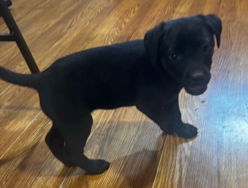 Molly – Goldador puppy for sale in Knox, PA