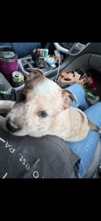 Zinnia – Border Collie puppy for sale in Knox, PA