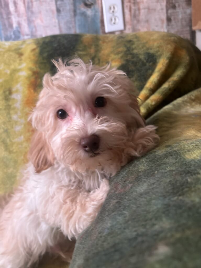 Biscuit  – Poodle - Toy , Morkie puppy for sale in Knox, PA