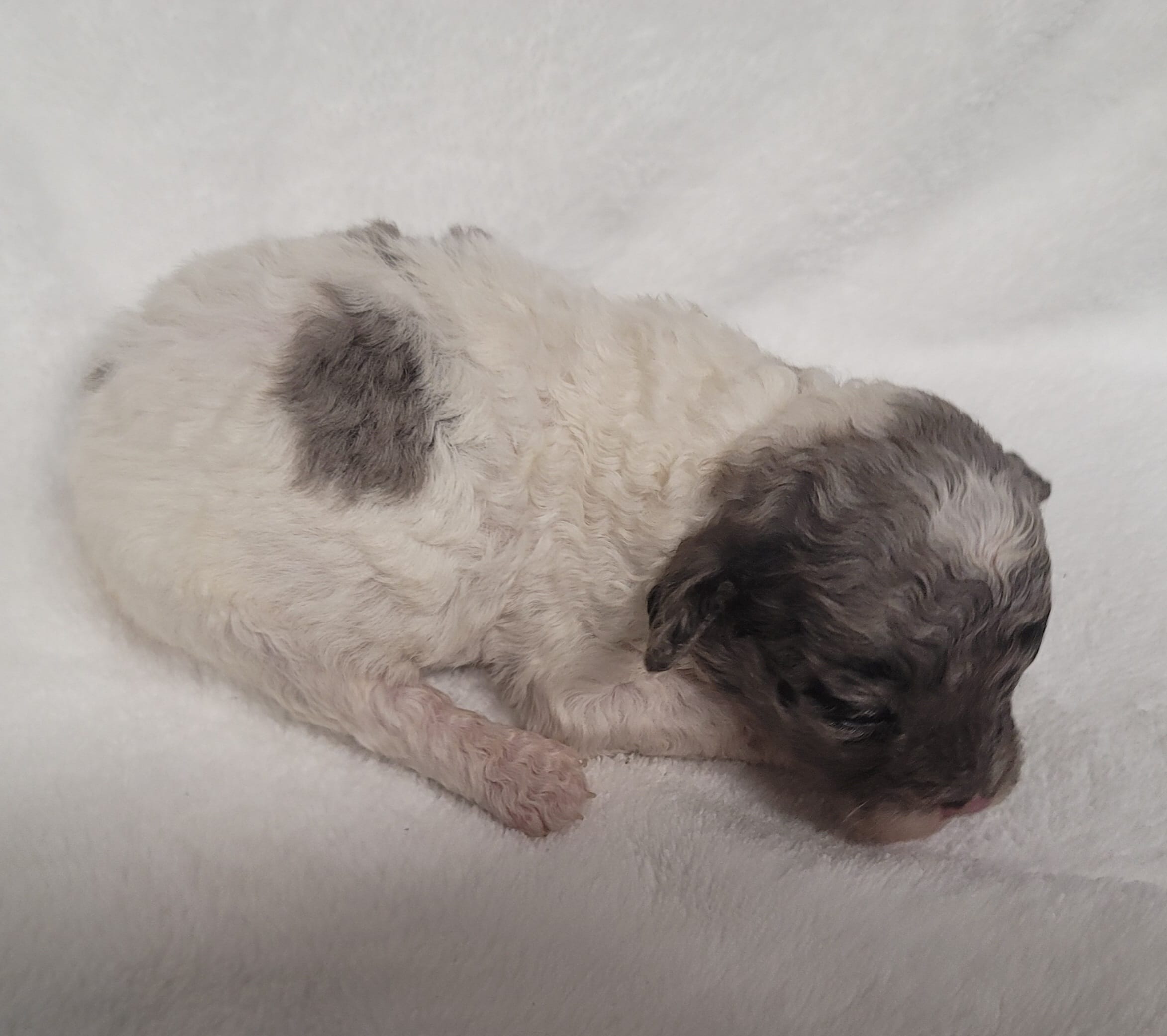 Patch – Shihpoo, Poodle - Toy  puppy for sale in Knox, PA