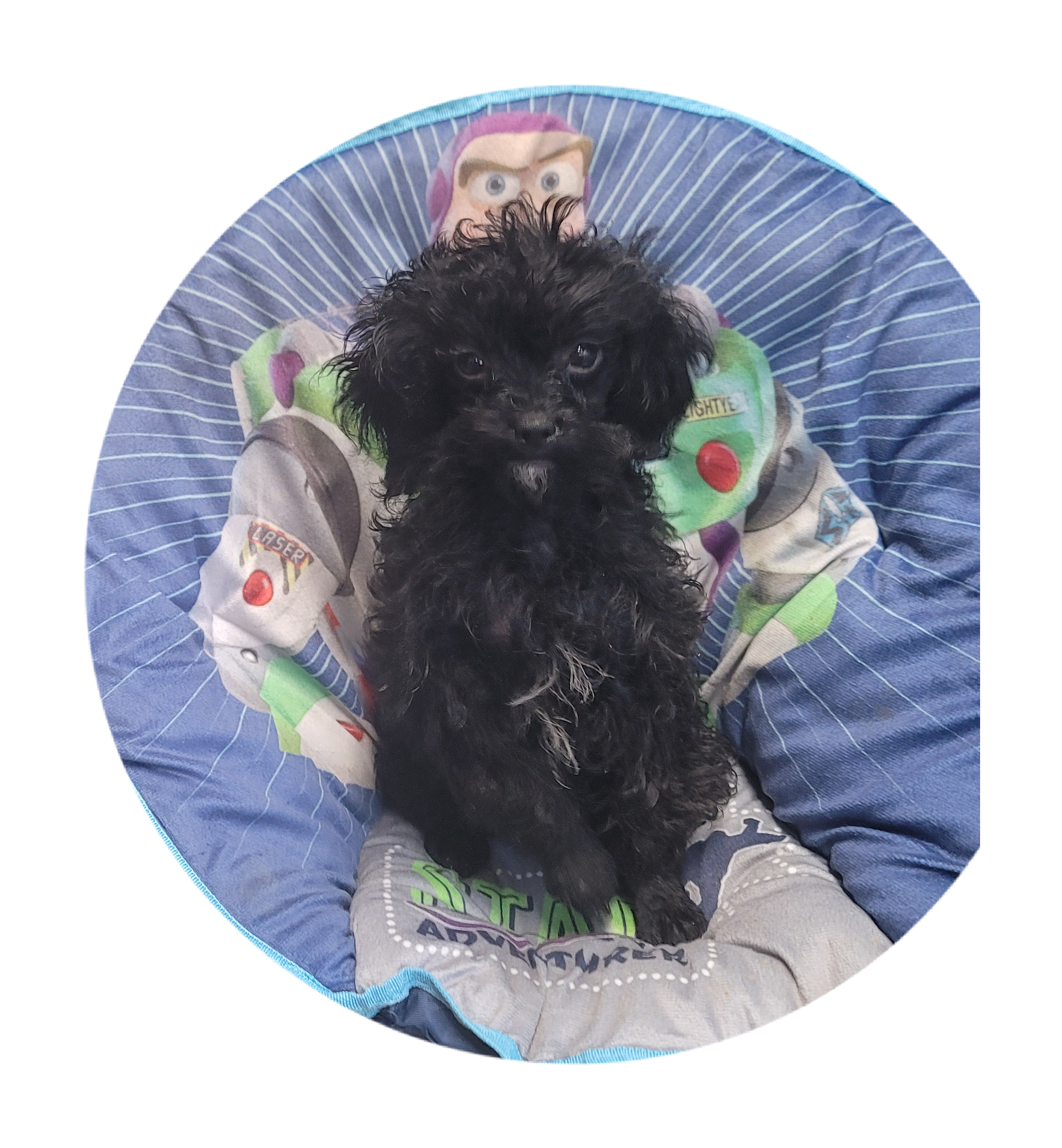 Beauty – Poodle - Toy  puppy for sale in Knox, PA