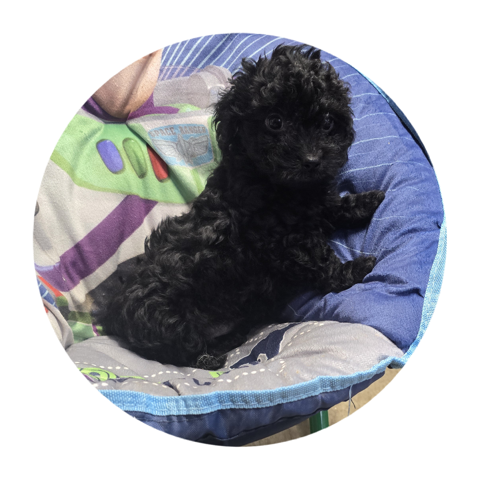 Pepper – Poodle - Toy  puppy for sale in Knox, PA