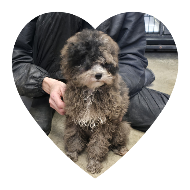 Cinder – Poodle - Toy  puppy for sale in Knox, PA