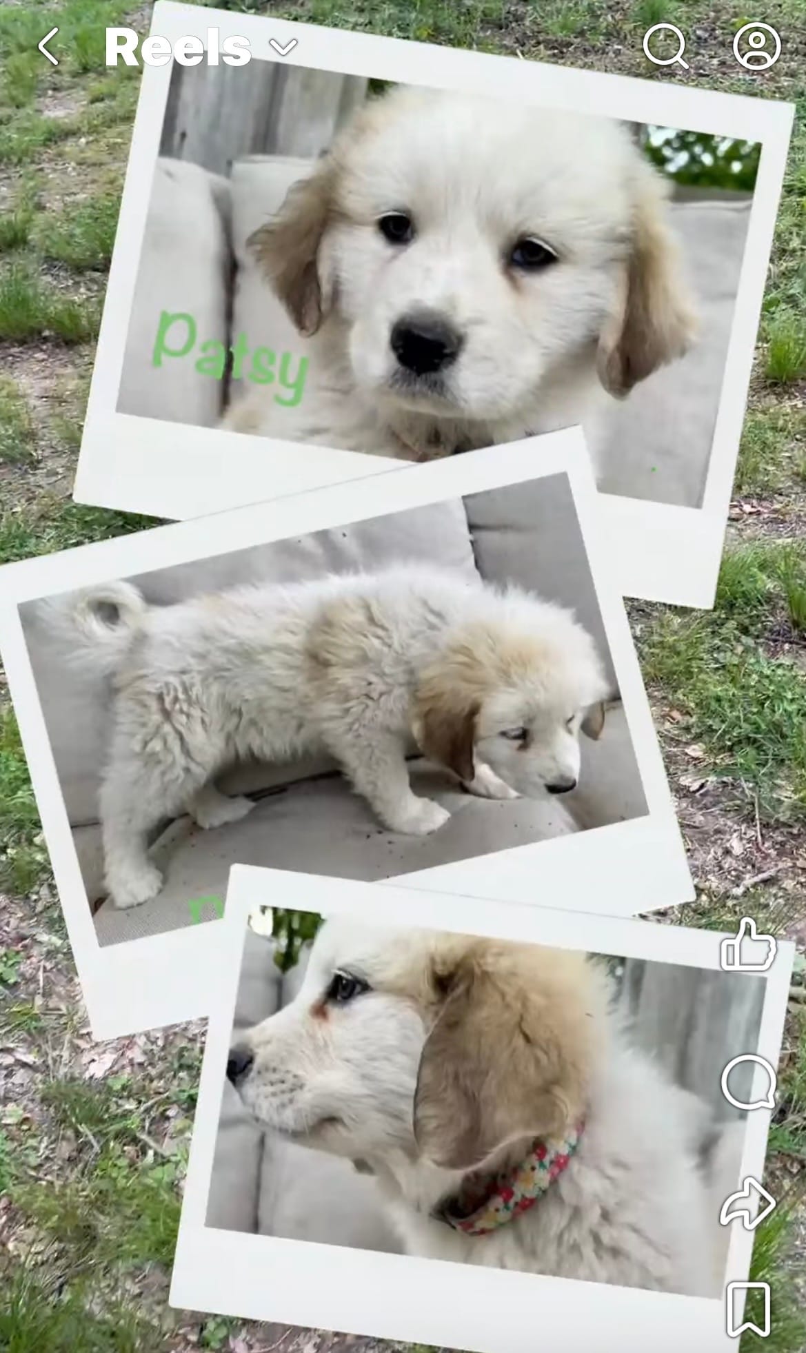 Patsy – Great Pyrenees puppy for sale in Columbus, OH