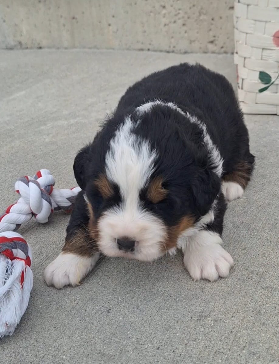 Sarge – Bernese Mountain Dog puppy for sale in Woodburn, IN