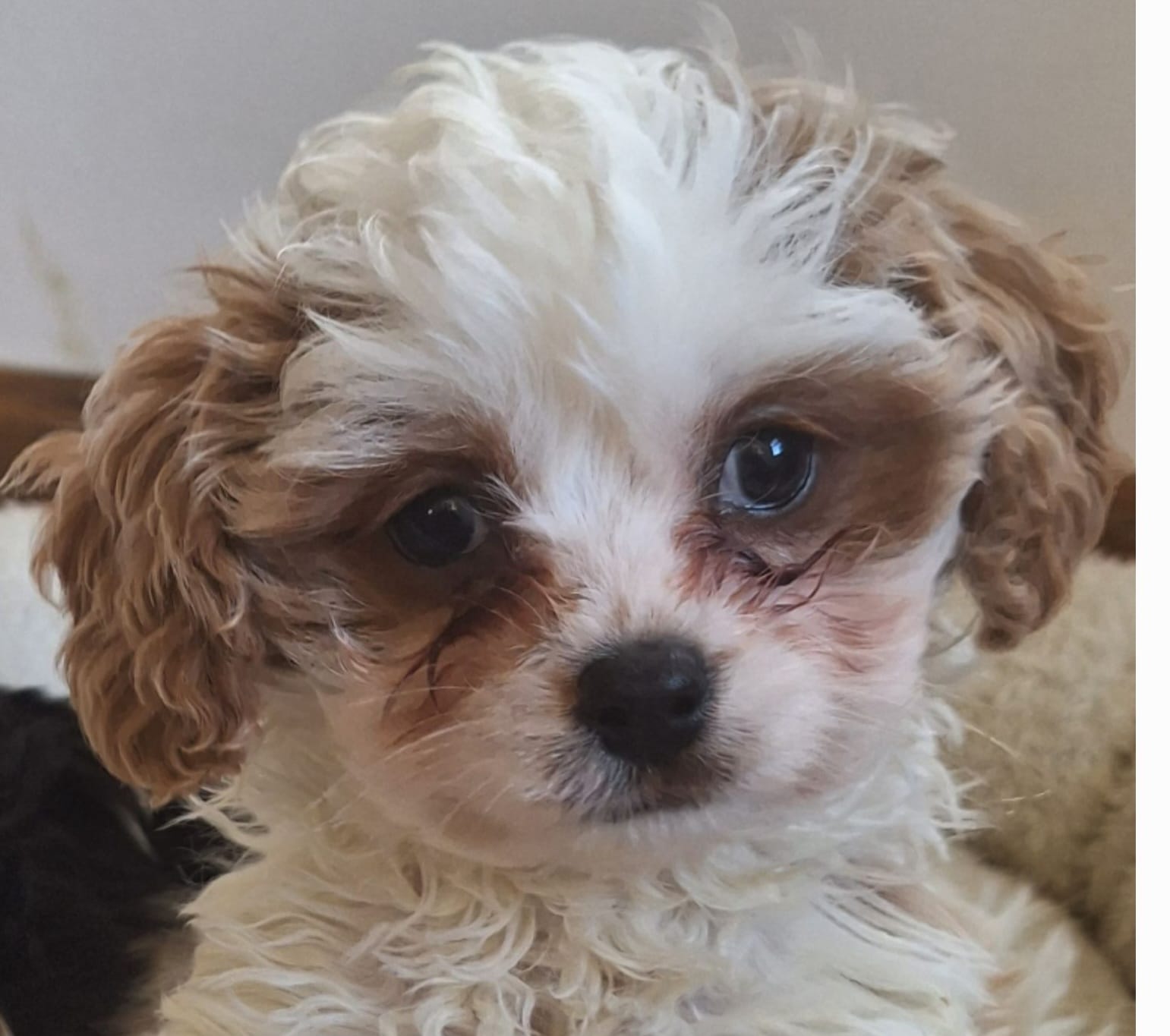 Waylon : POTTYTRAINED OBO – Cavapoo puppy for sale in Woodburn, IN