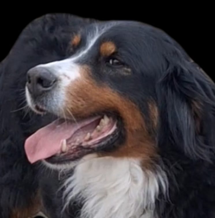 Ginger  – Bernese Mountain Dog puppy for sale in Woodburn, IN