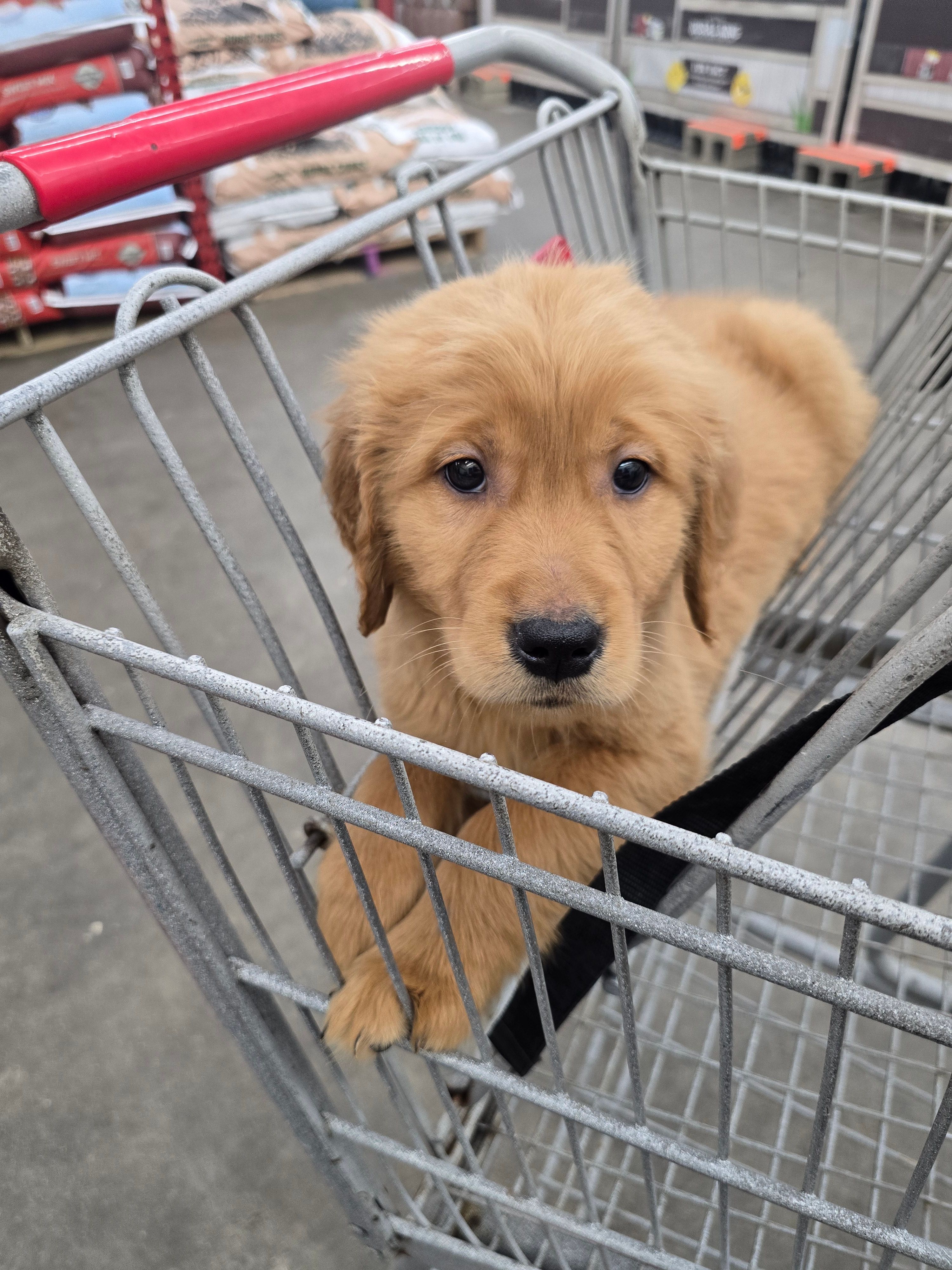 Murphy  – Golden Retriever puppy for sale in Vincennes, IN