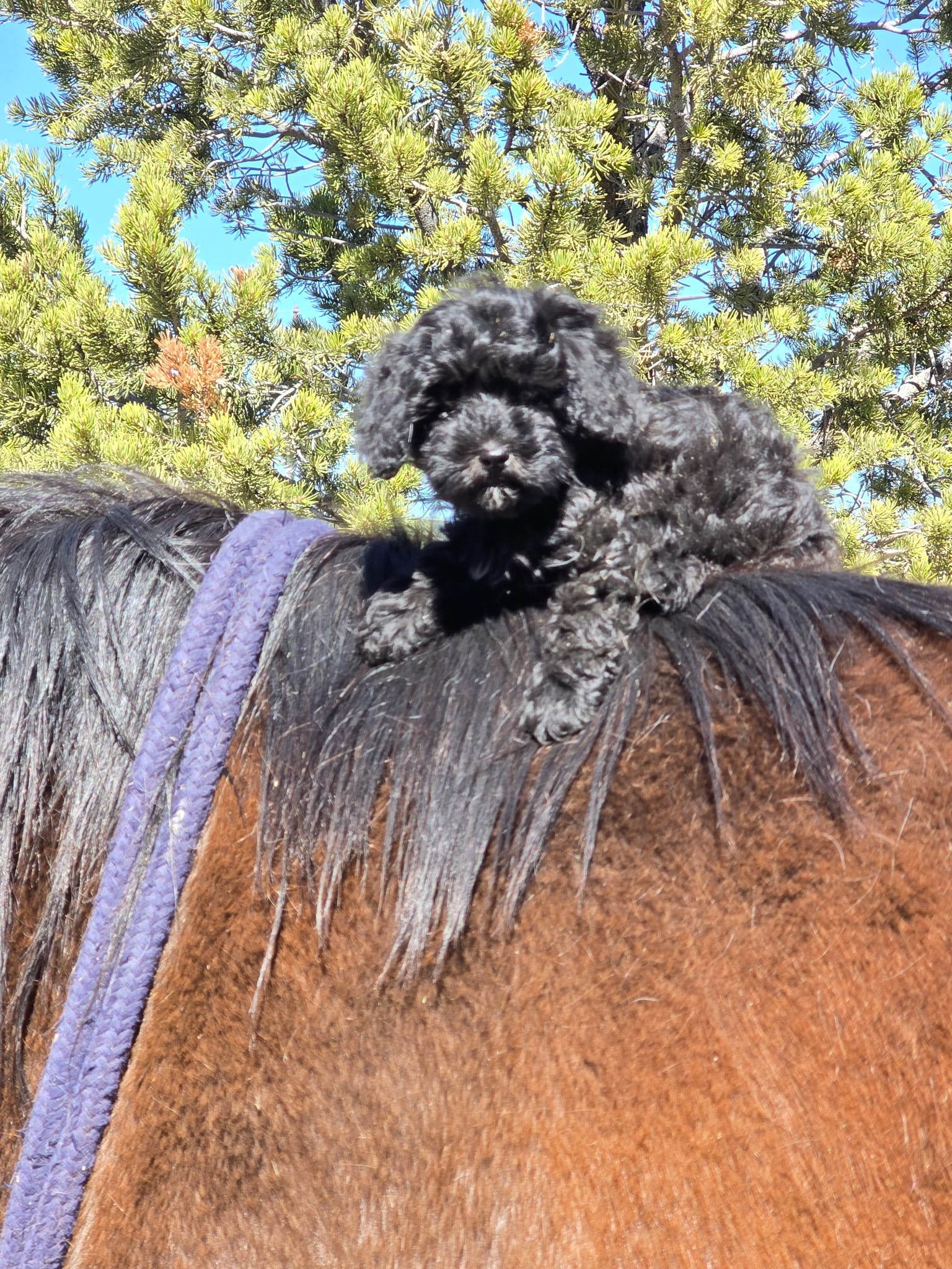 Skittles – Poodle - Toy , Miniature Bernedoodle puppy for sale in Colorado Springs, CO