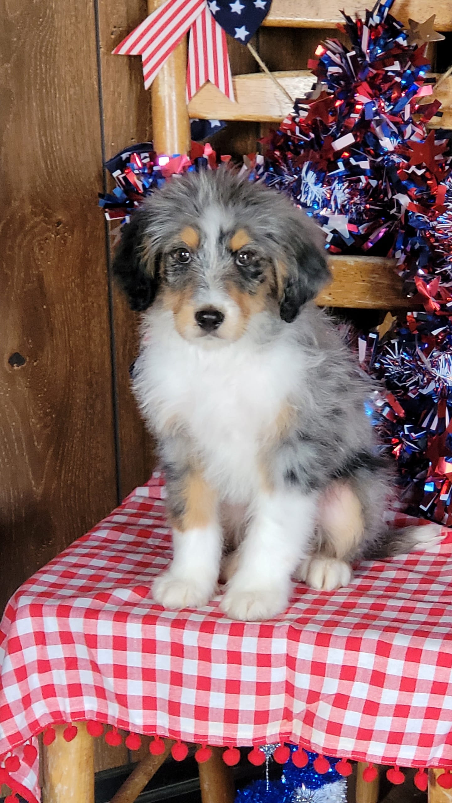 Mini Bob – Miniature Bernedoodle puppy for sale in Colorado Springs, CO