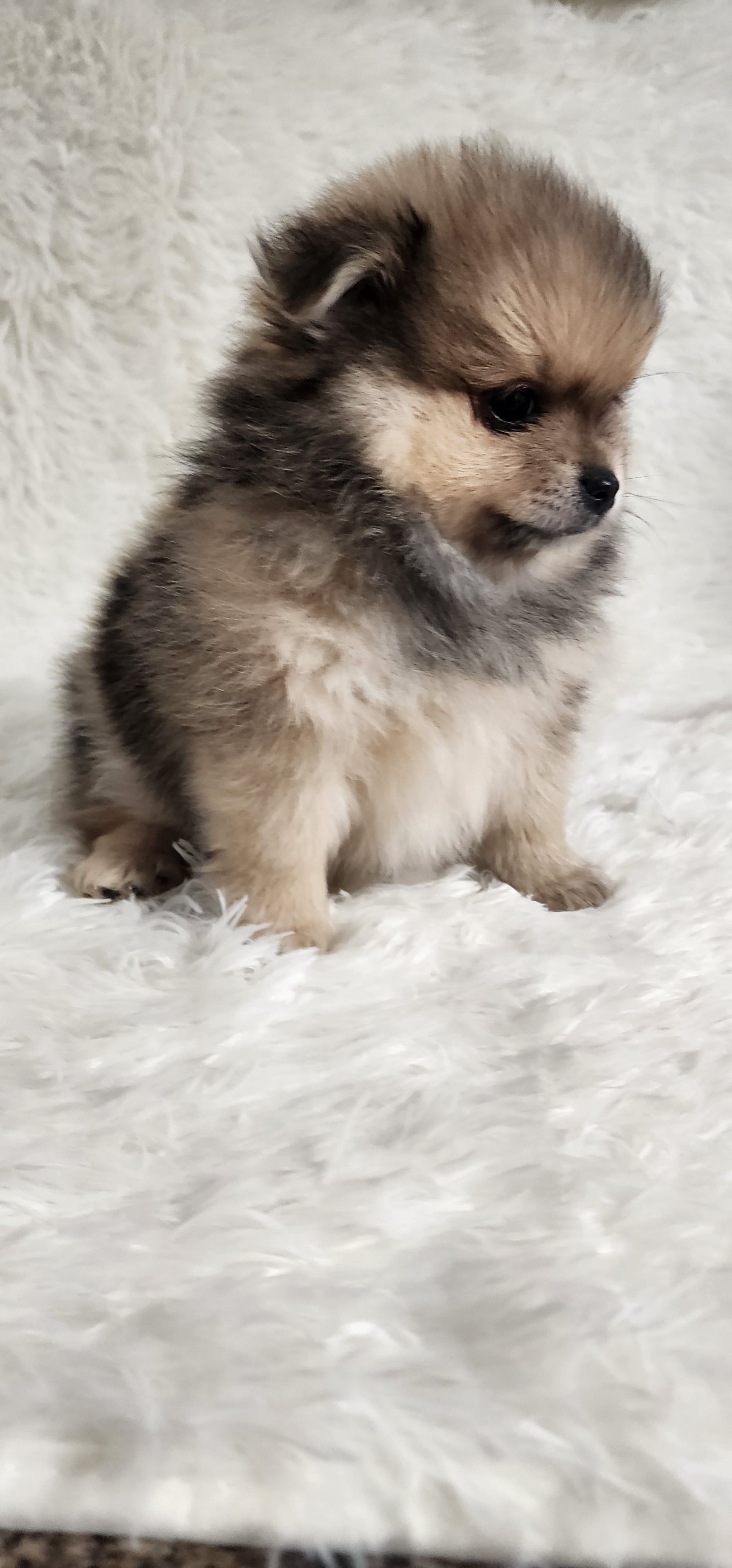 Frank – Pomeranian puppy for sale in Sioux Falls, SD