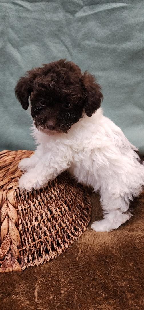 Chuck – Poodle - Toy  puppy for sale in Mount Pleasant, NC