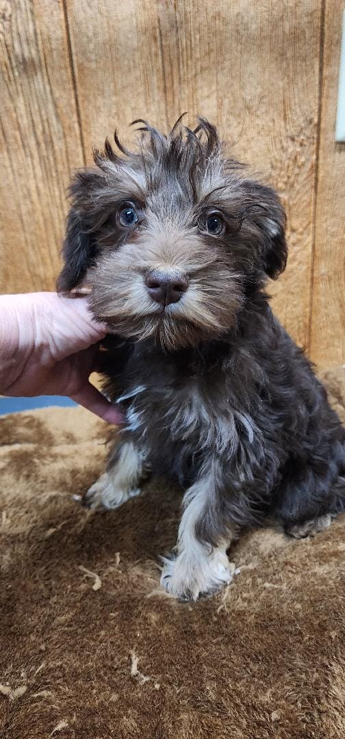 Tanner – Miniature Schnauzer puppy for sale in Mount Pleasant, NC