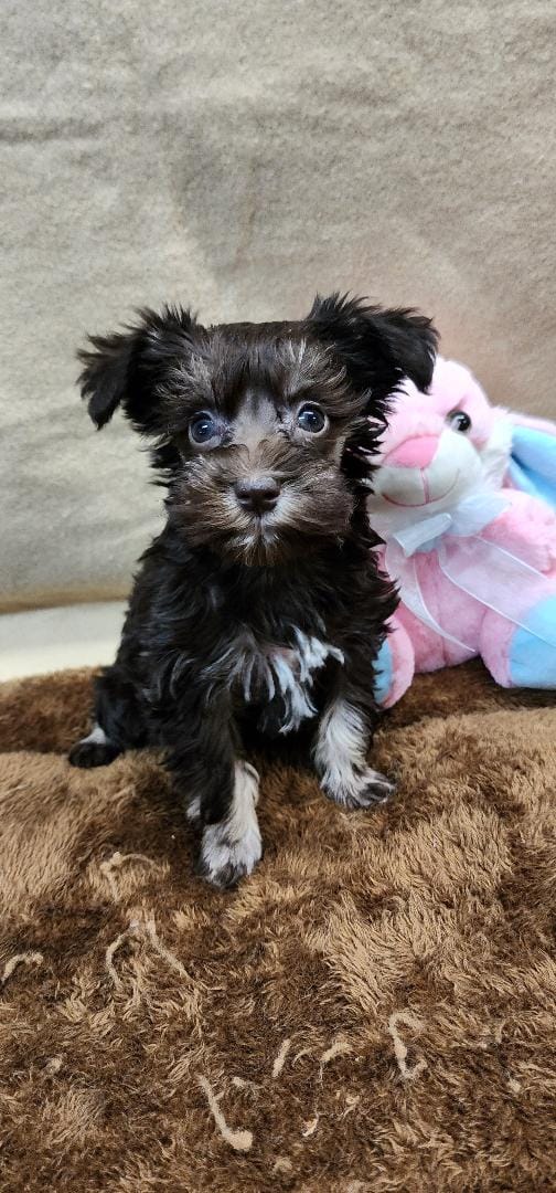 Debbie – Miniature Schnauzer puppy for sale in Mount Pleasant, NC