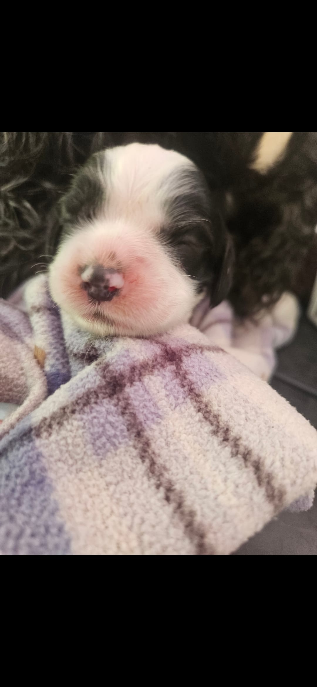 Heather – Cocker Spaniel puppy for sale in Avoca, IN