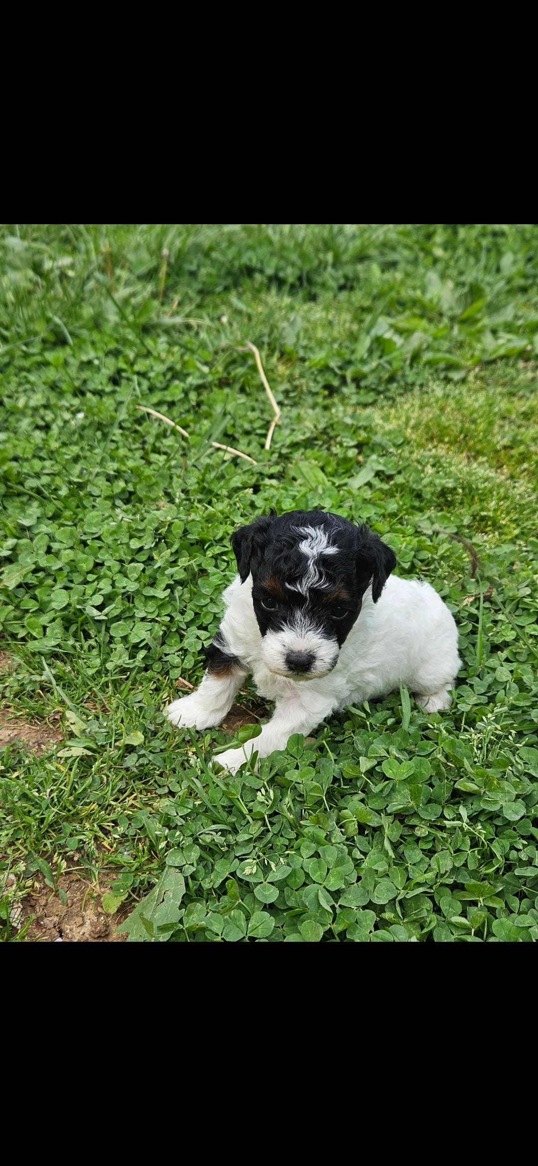 Ash – Poodle - Miniature  puppy for sale in Avoca, IN