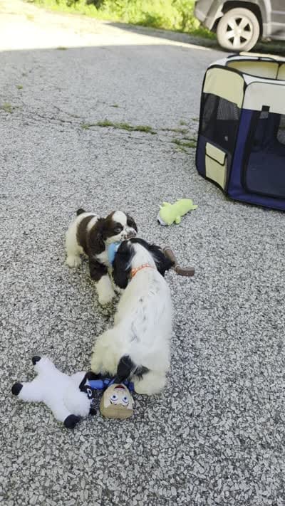 Joey, a male Cocker Spaniel for sale in Avoca, IN – 2 of 6