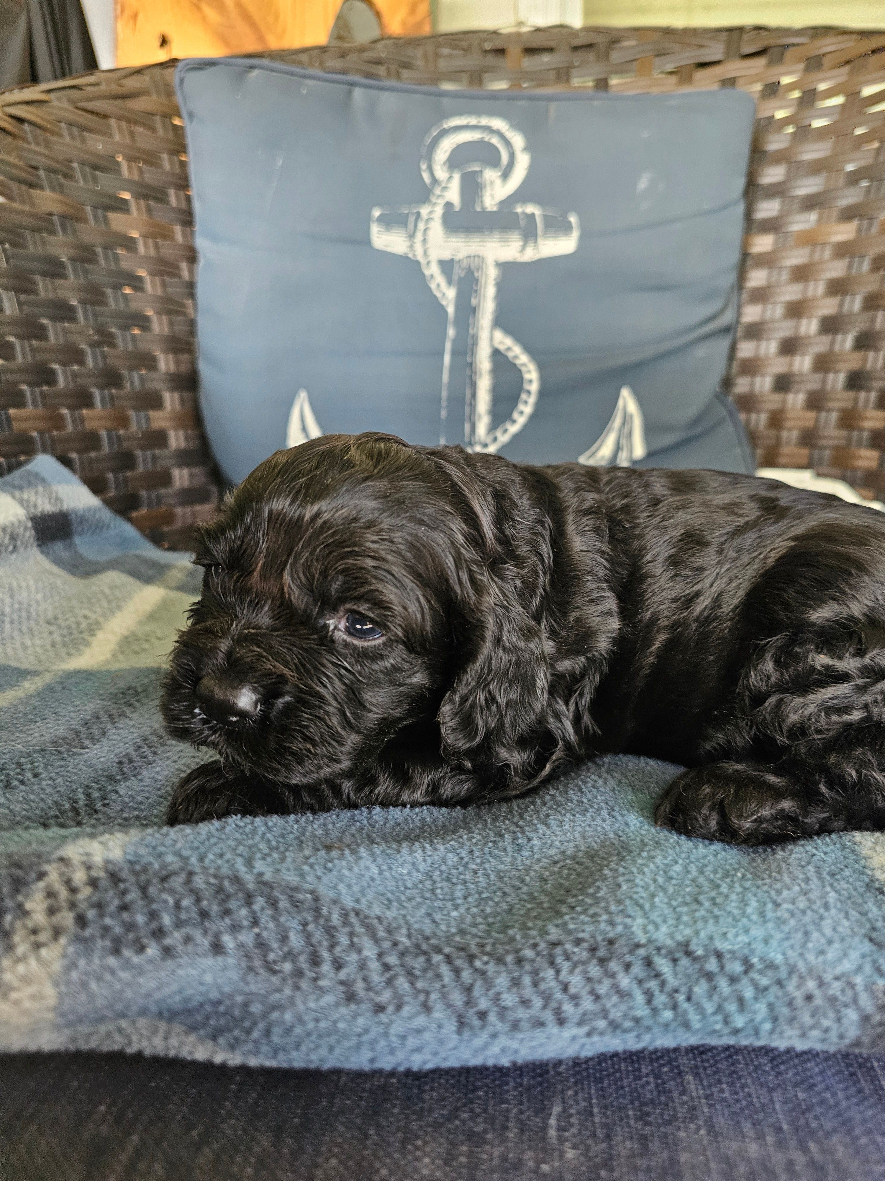 Henley – Cocker Spaniel puppy for sale in Avoca, IN