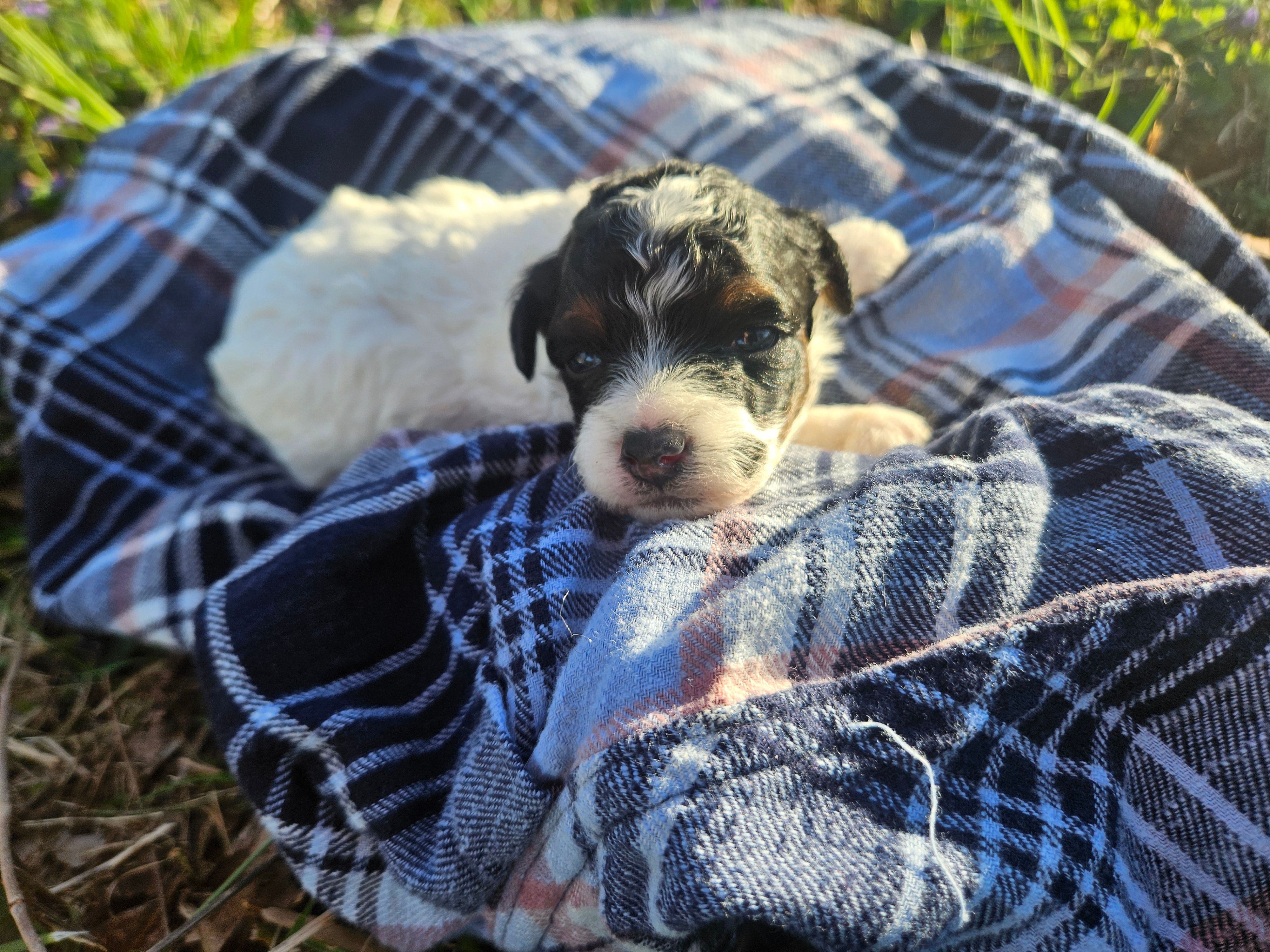 Ash – Poodle - Miniature  puppy for sale in Avoca, IN
