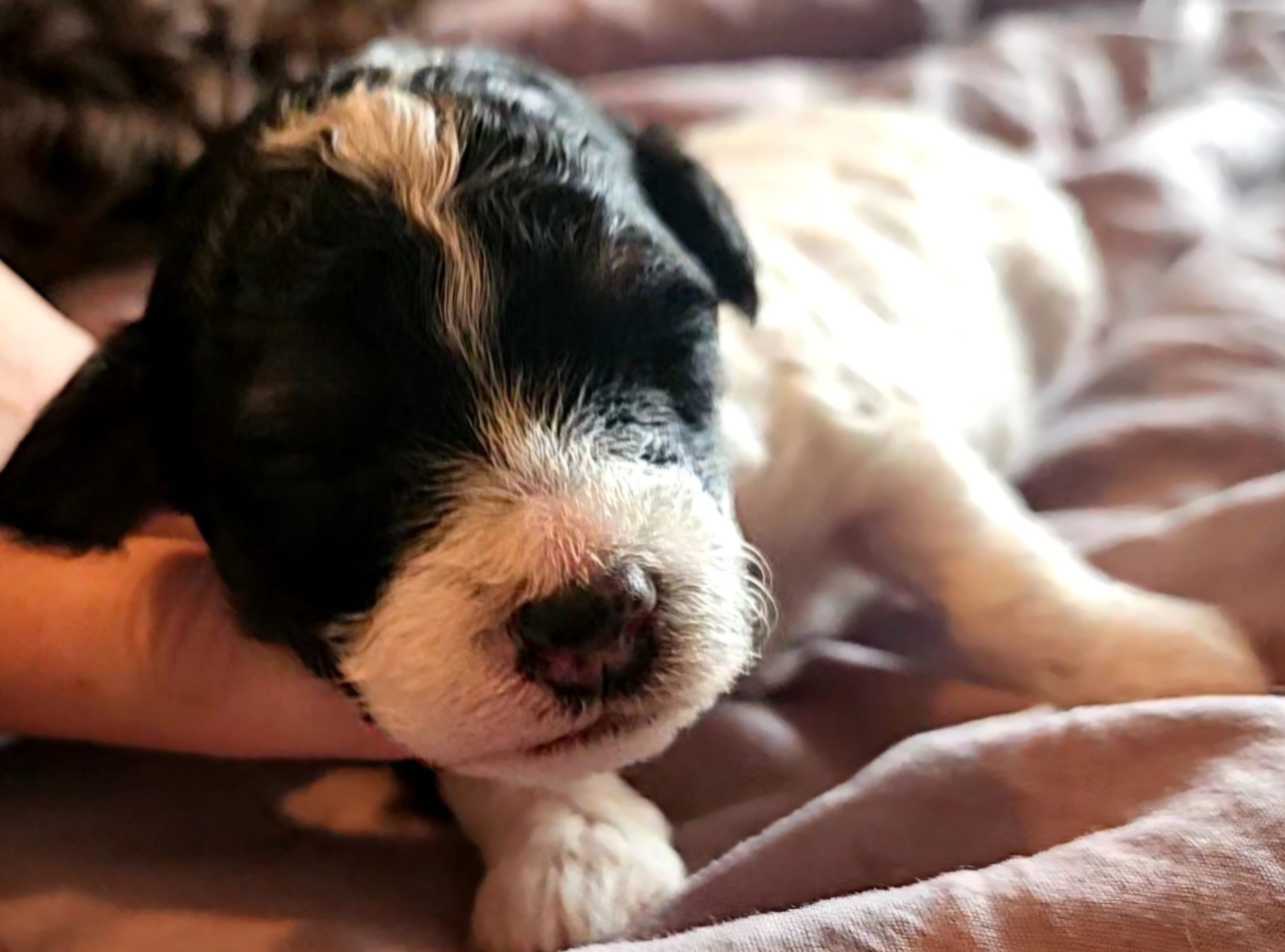 Ash – Poodle - Miniature  puppy for sale in Avoca, IN