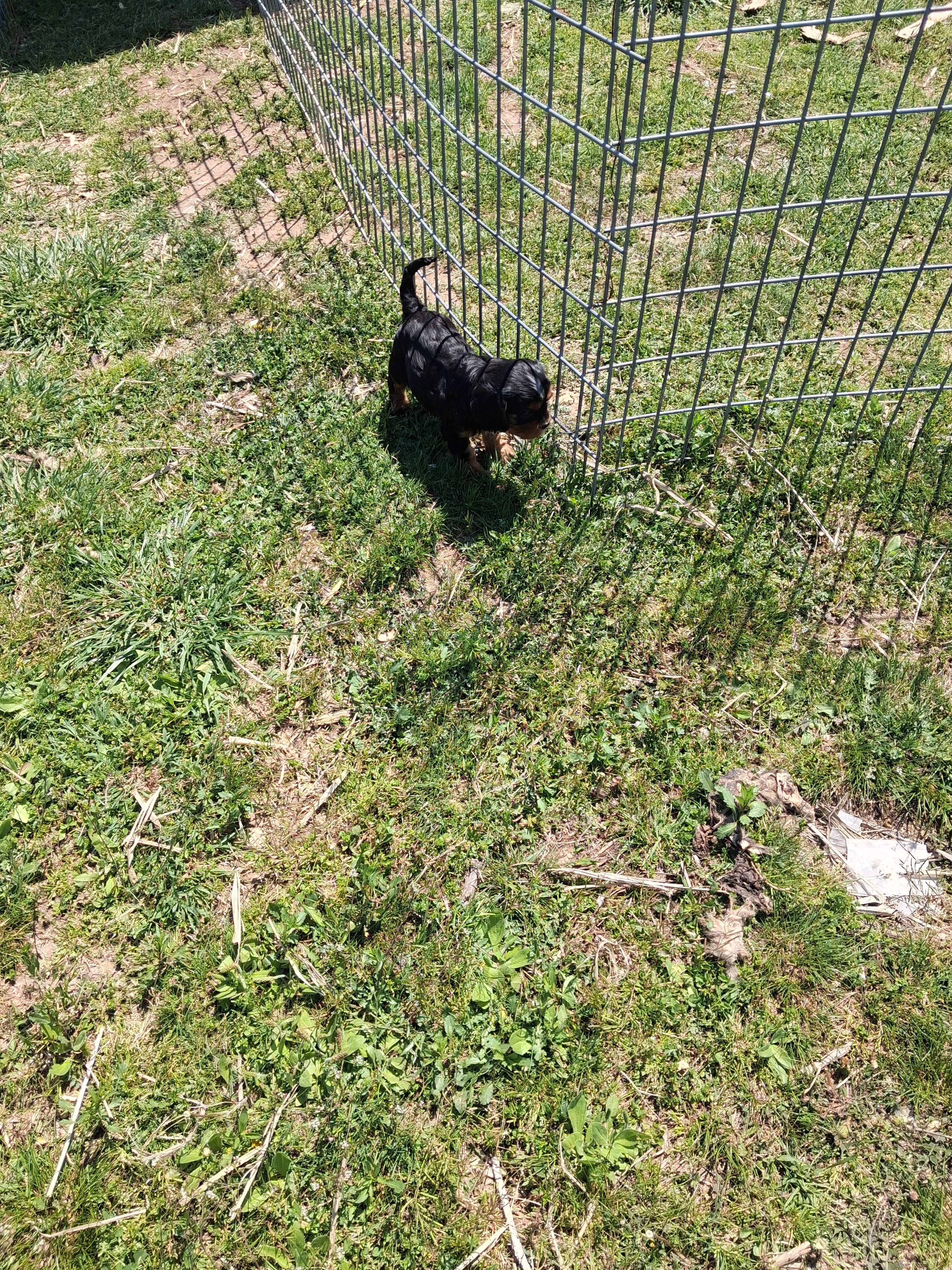 Walter – Cavalier King Charles Spaniel puppy for sale in Mountain View, MO