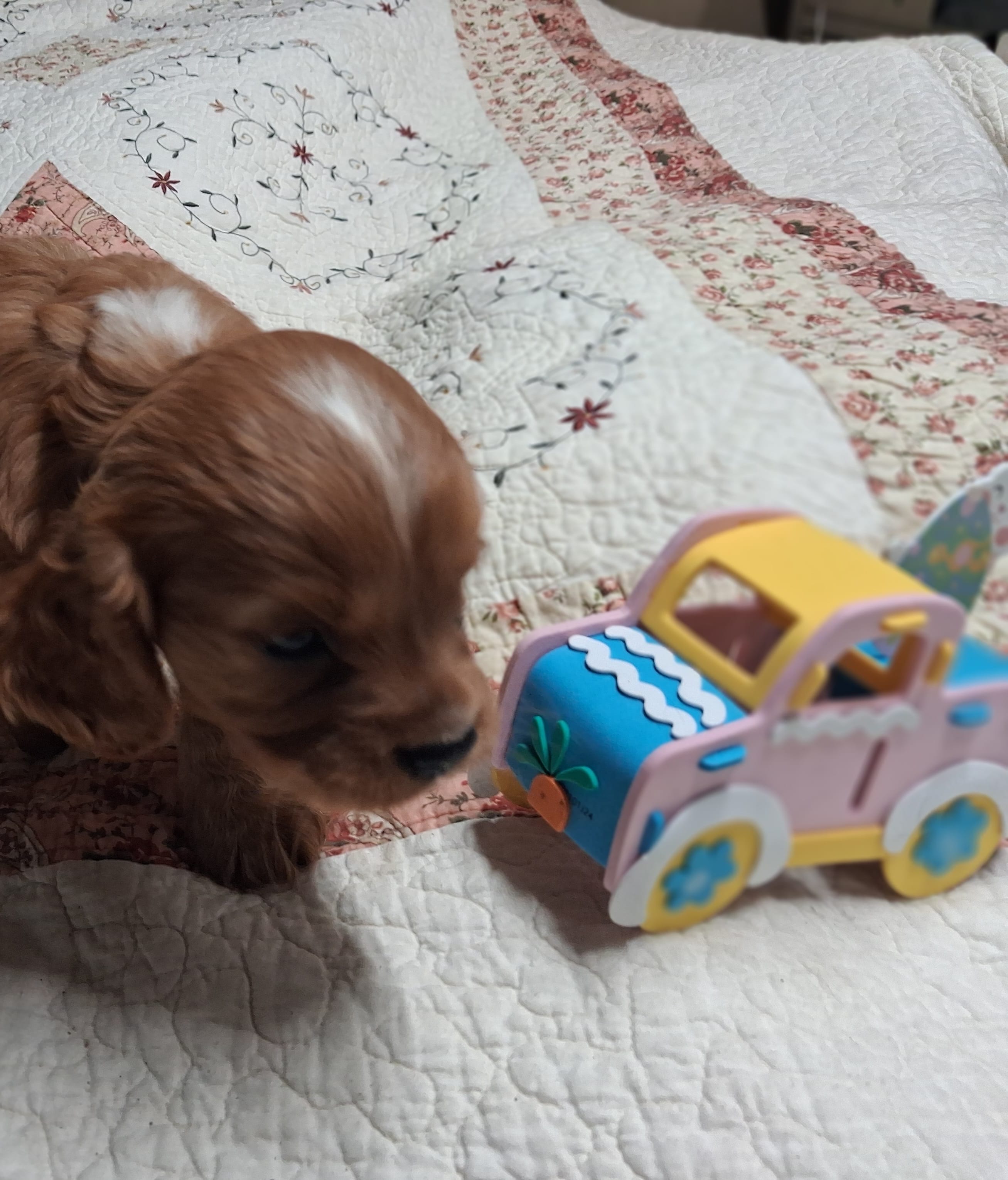 Oakley – Cavalier King Charles Spaniel puppy for sale in Mountain View, MO
