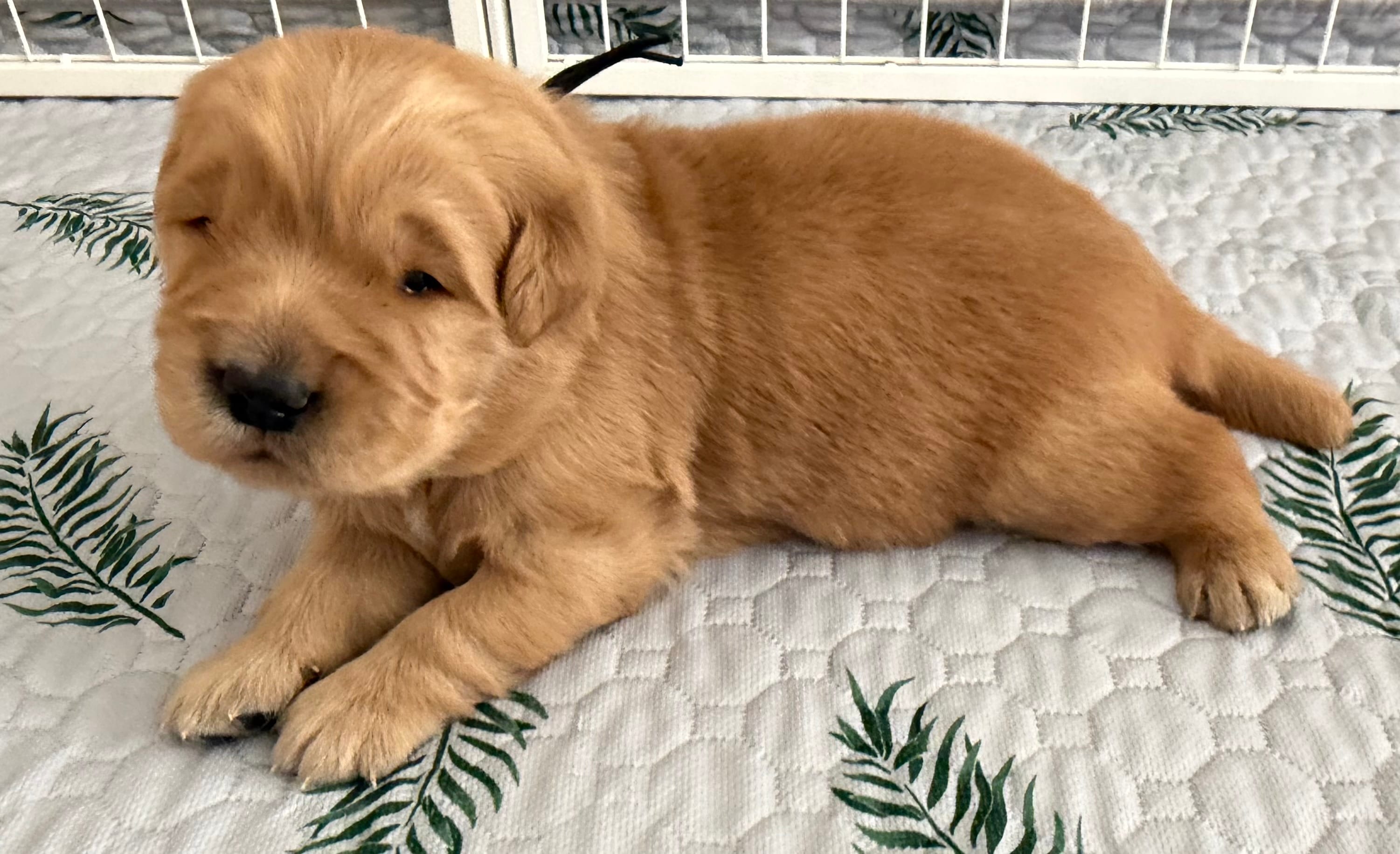 AKC the golden family – Golden Retriever puppy for sale in Riverside, CA