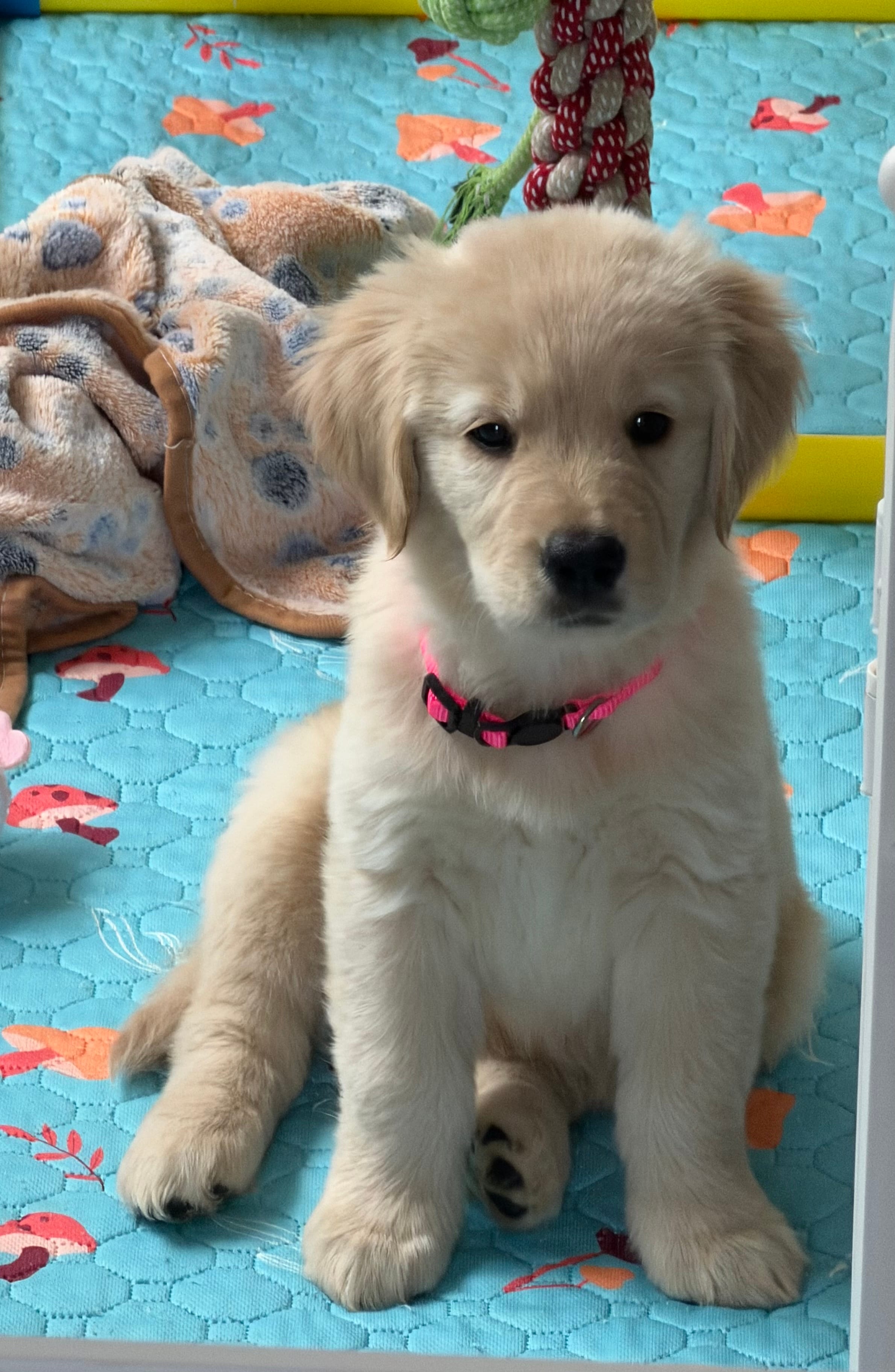 AKC the golden family  – Golden Retriever puppy for sale in Riverside, CA
