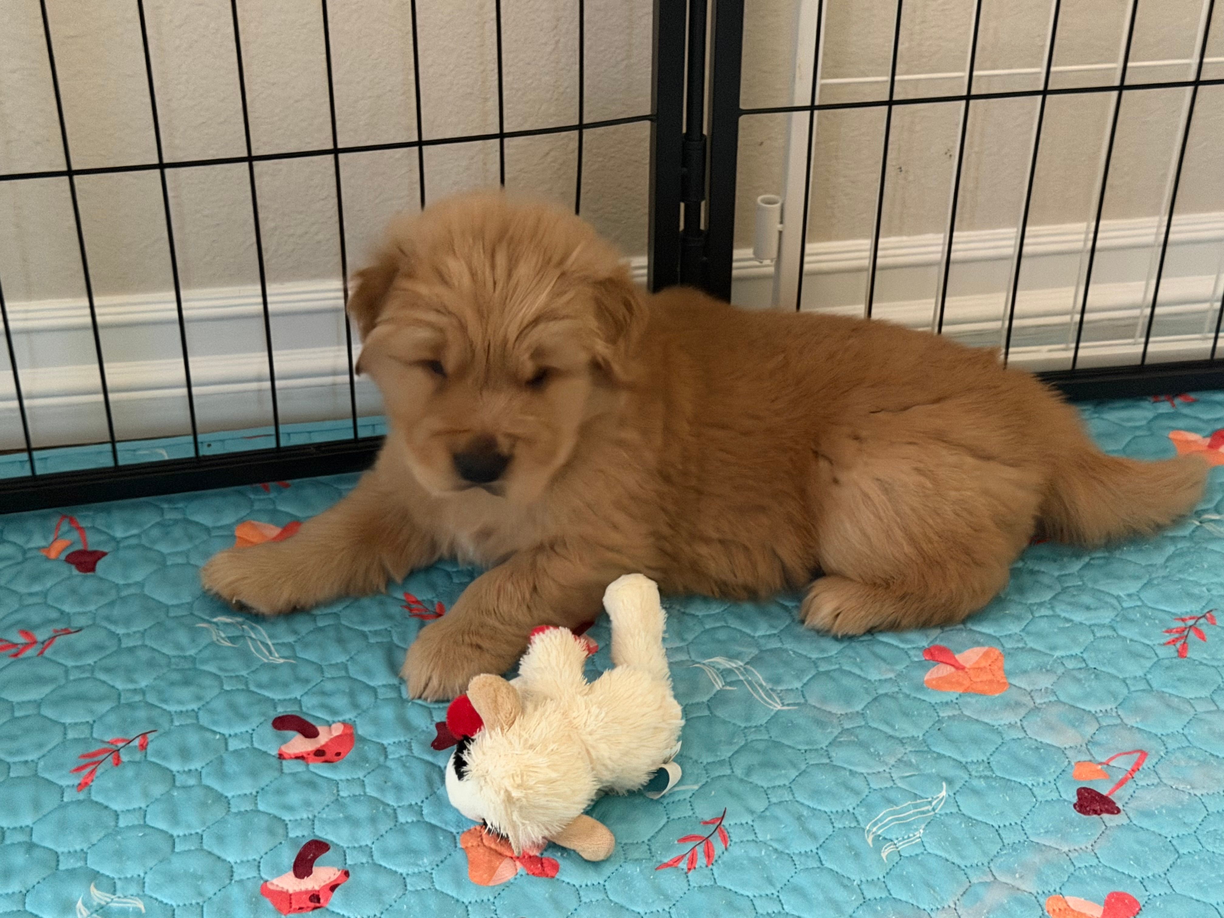 AKC the golden family – Golden Retriever puppy for sale in Riverside, CA
