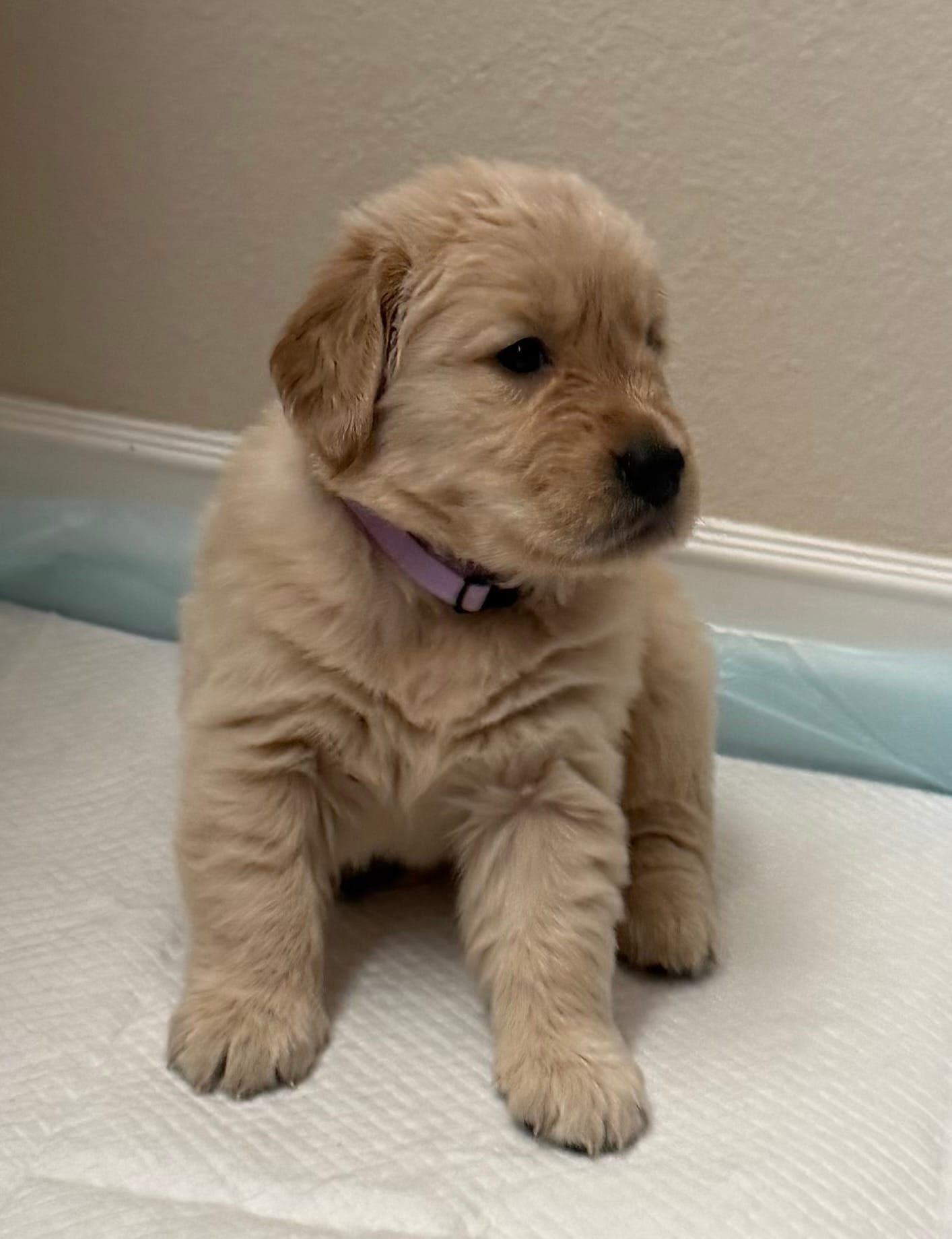 AKC the golden family  – Golden Retriever puppy for sale in Riverside, CA