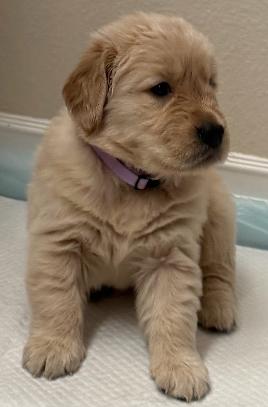 AKC the golden family  – Golden Retriever puppy for sale in Riverside, CA