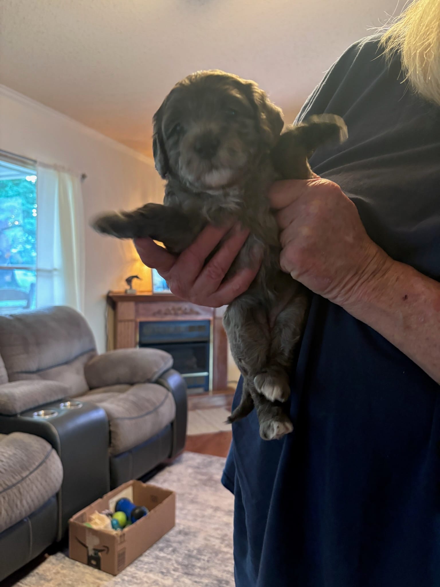 Holly – Miniature Goldendoodle puppy for sale in Mount Airy, NC