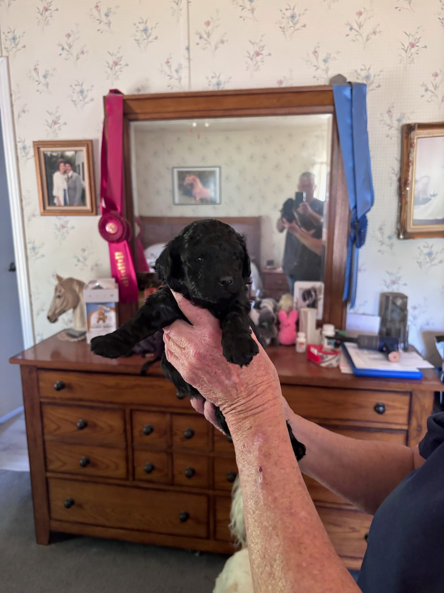 Nikki – Miniature Goldendoodle puppy for sale in Mount Airy, NC