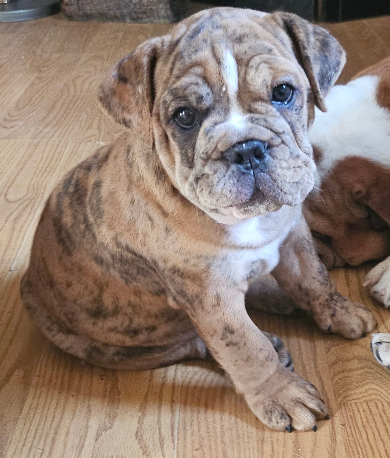 Merlin  – English Bulldog puppy for sale in Green Forest, AR