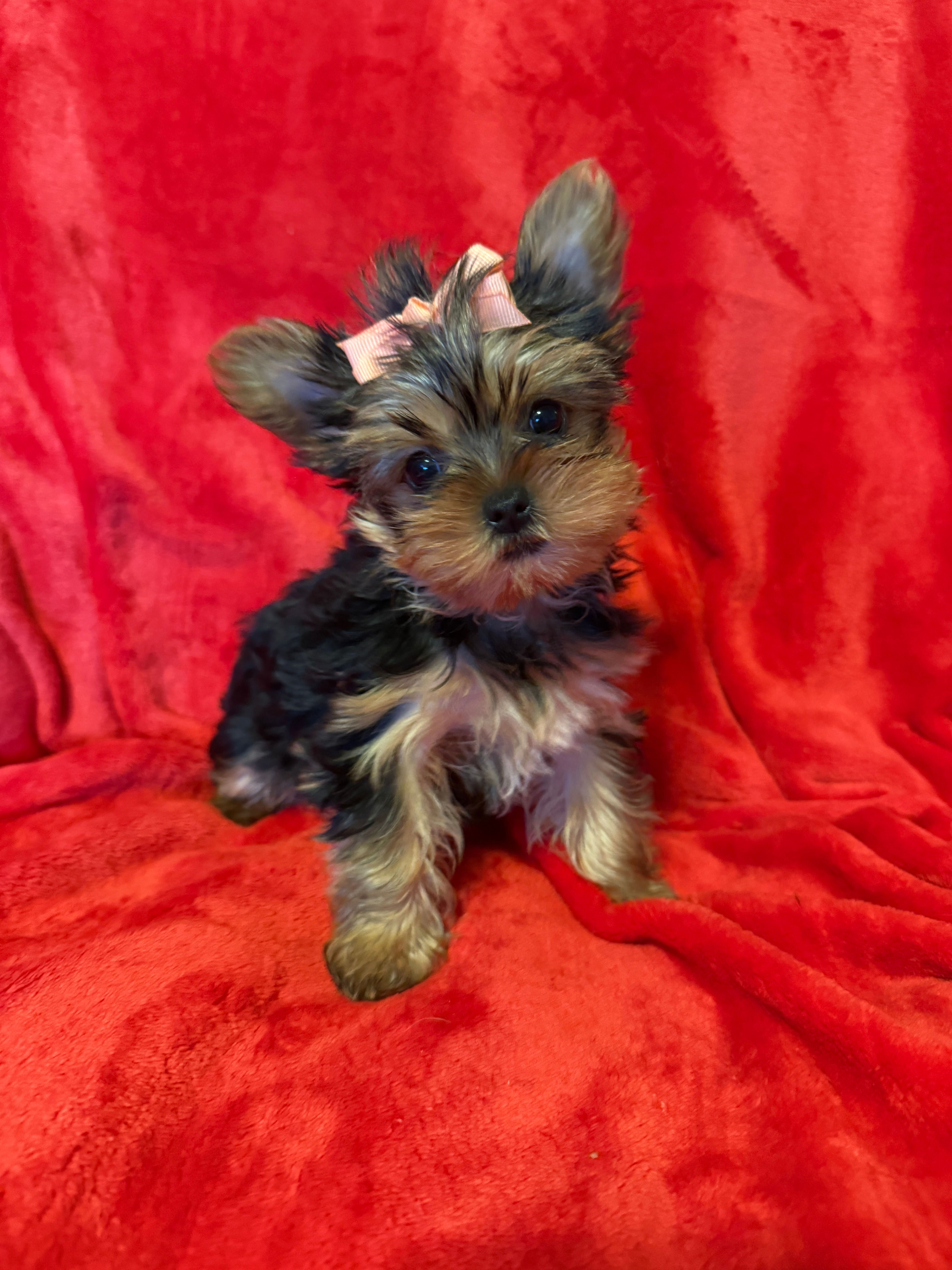 Barbi – Yorkshire Terrier puppy for sale in Weaubleau, MO