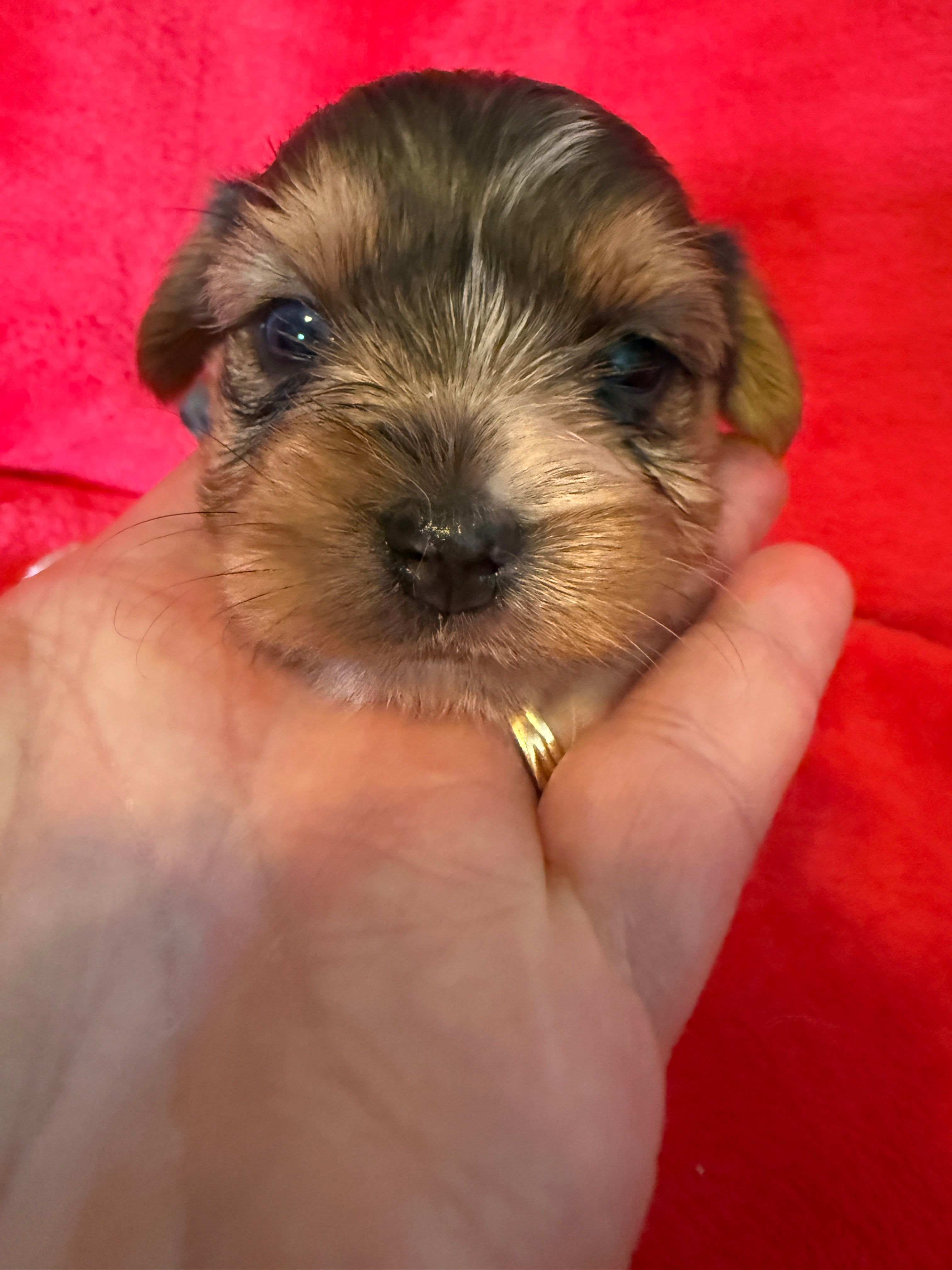 Roxanne – Yorkshire Terrier puppy for sale in Weaubleau, MO