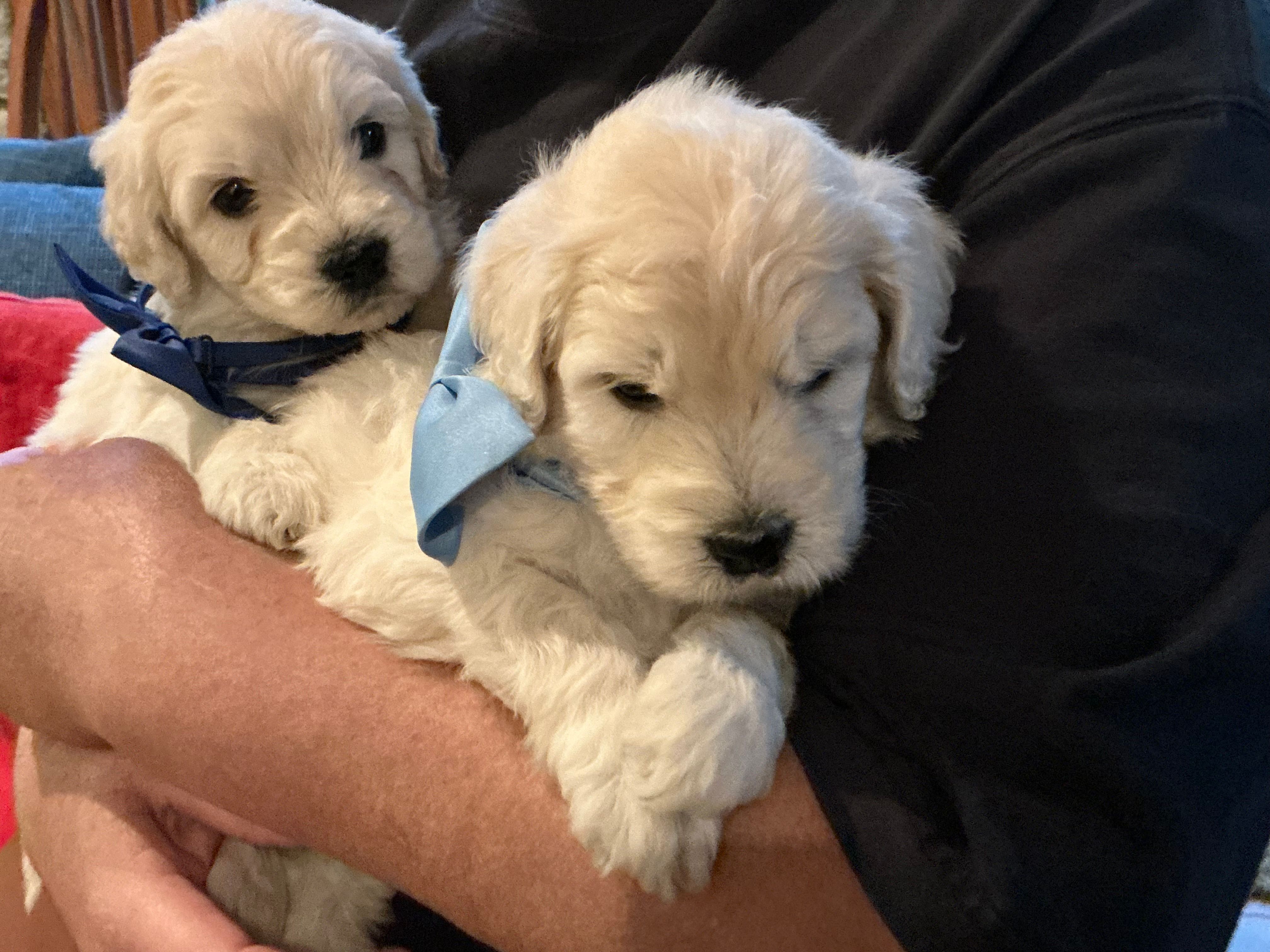 Goldendoodle baby – English Goldendoodle puppy for sale in Easton, IL