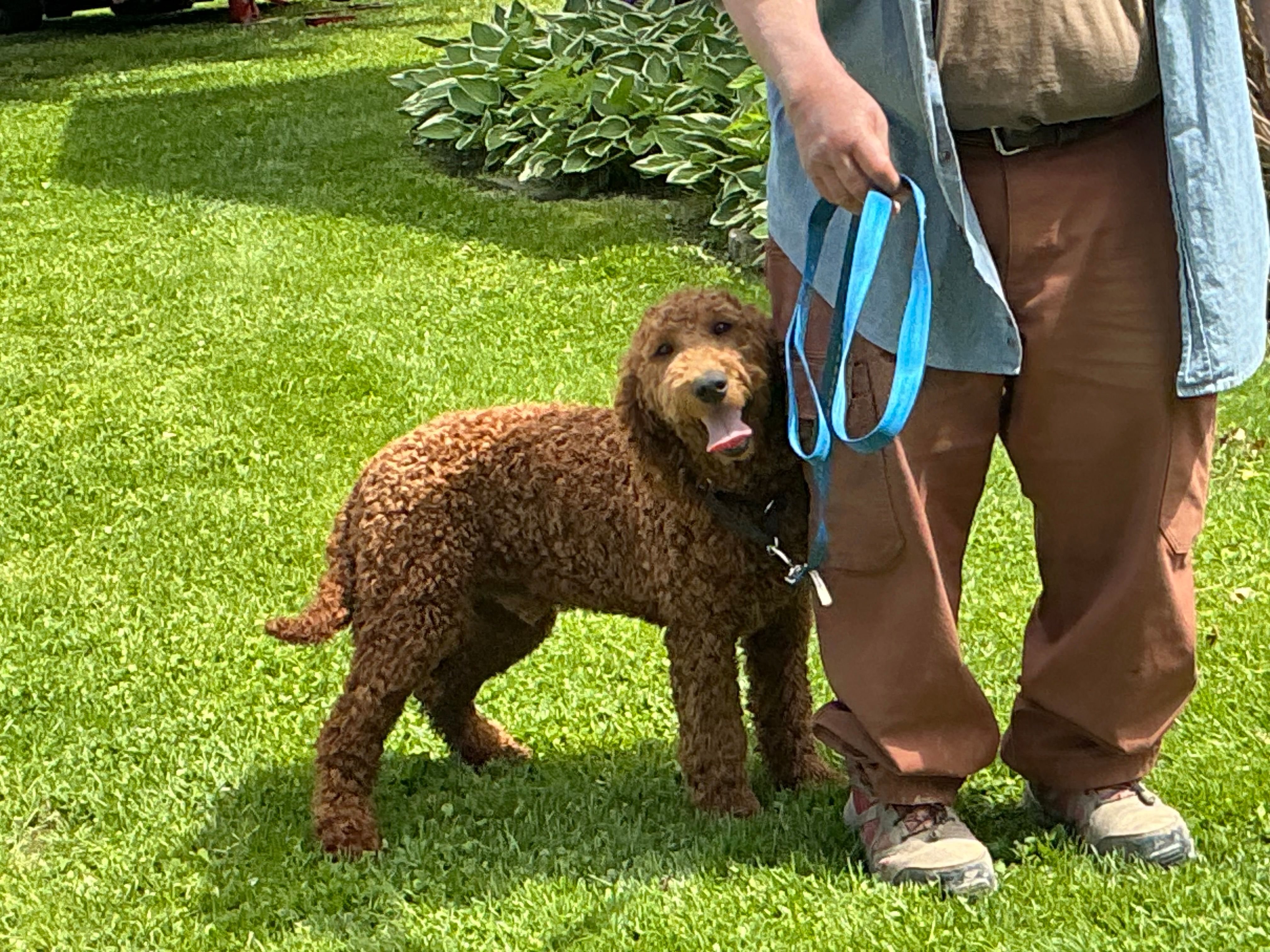 English F1b boy – English Goldendoodle puppy for sale in Easton, IL