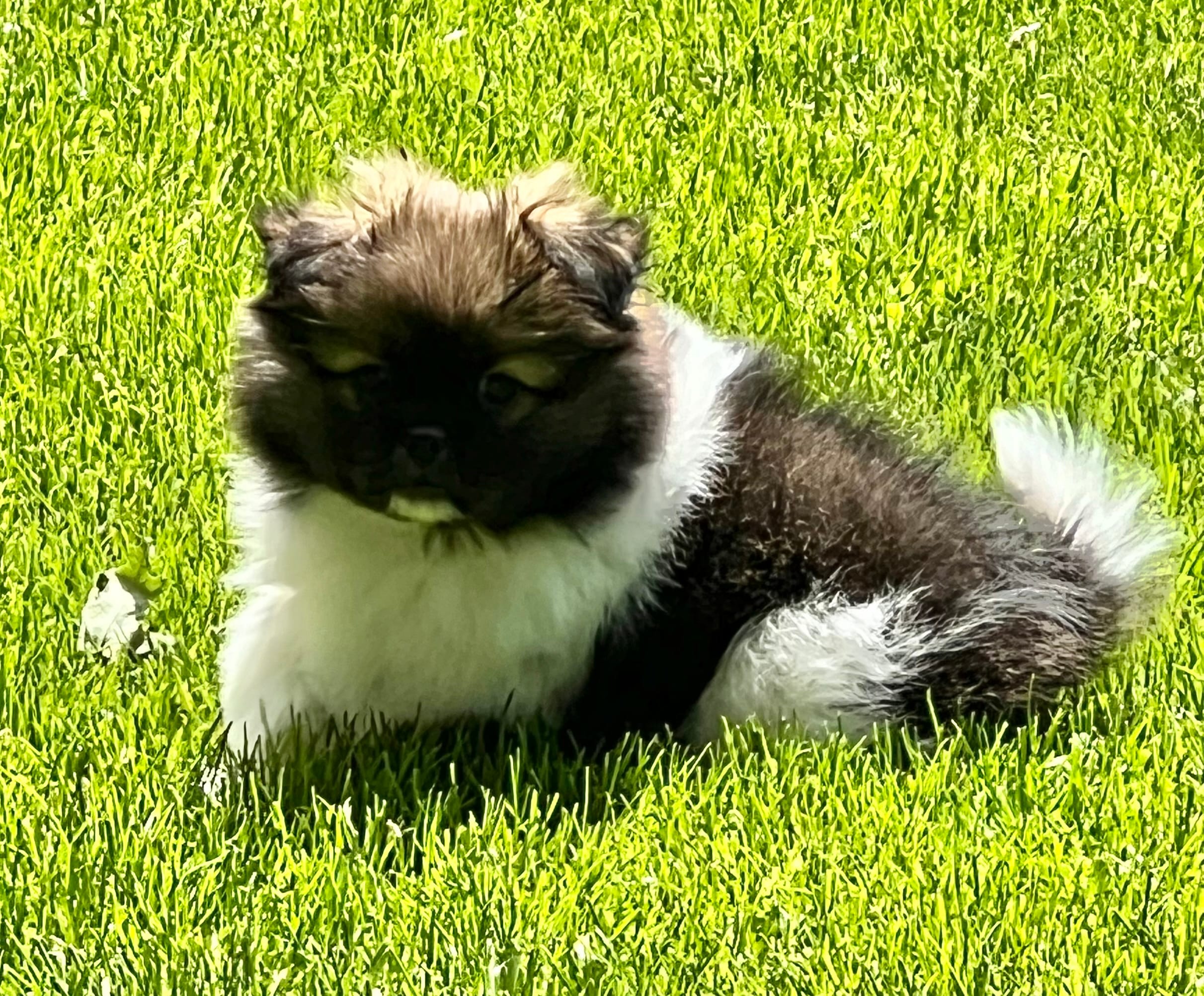 Barkley – Pekingese, Pomeranian puppy for sale in Sherwood, MI