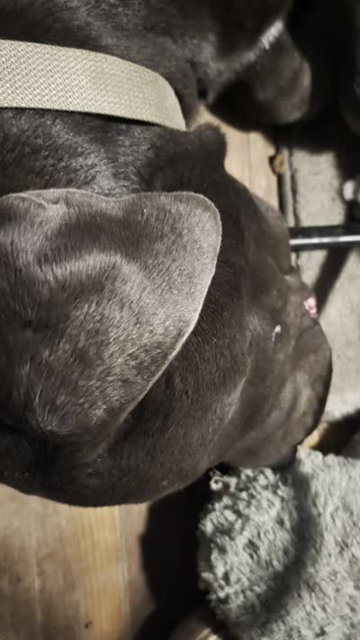 Green, a male Cane Corso for sale in Roanoke Rapids, NC – 2 of 7