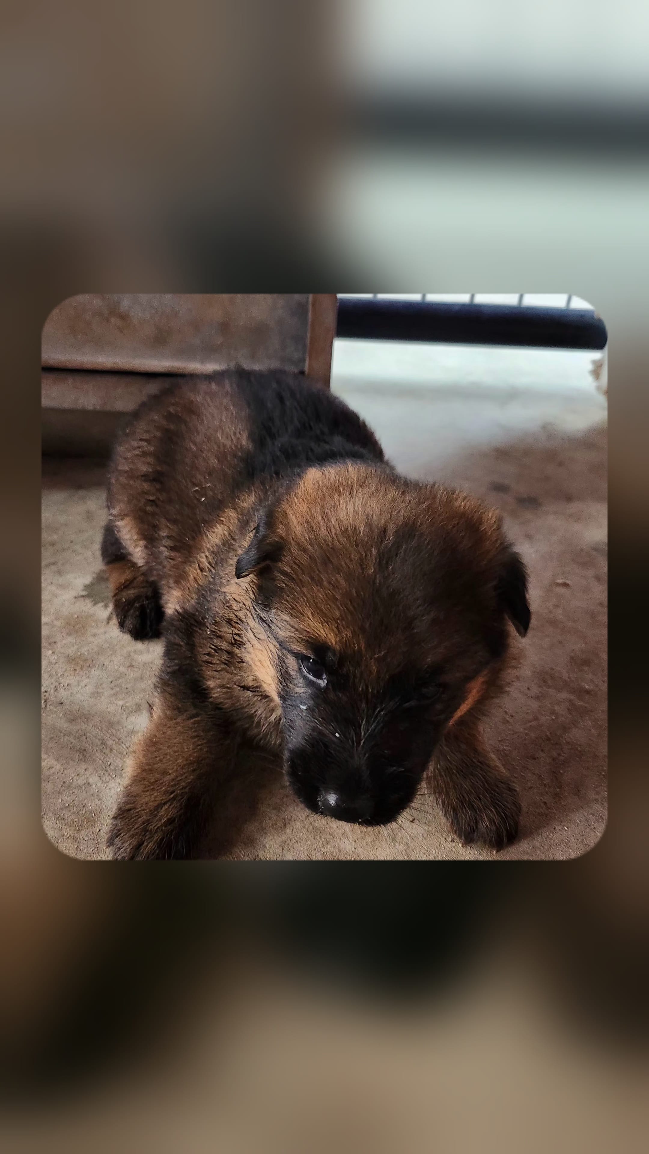 Gypsy  – German Shepherd Dog puppy for sale in Cottondale, FL