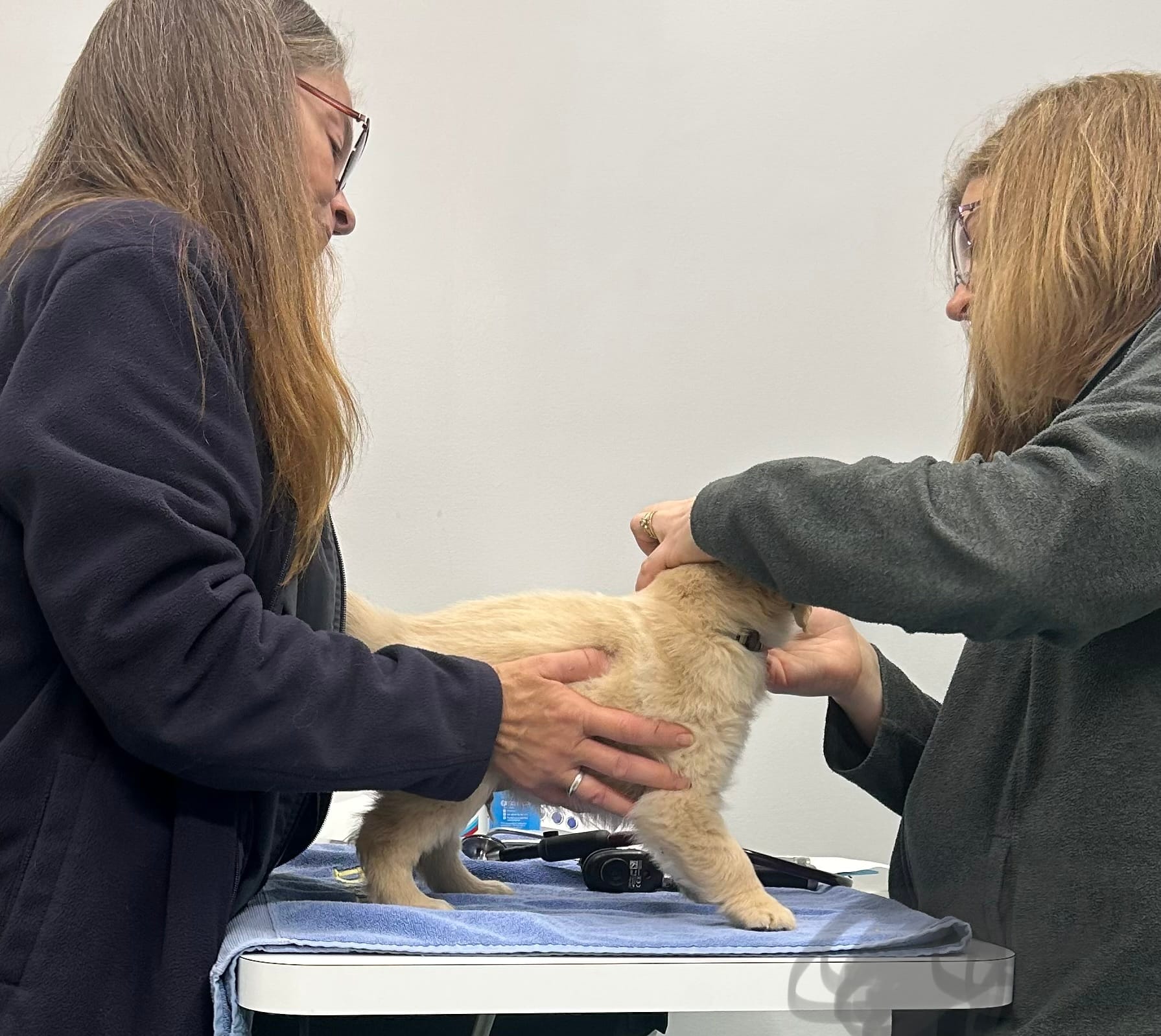 AKC Golden boy-gray – Golden Retriever puppy for sale in Spotsylvania Courthouse, VA