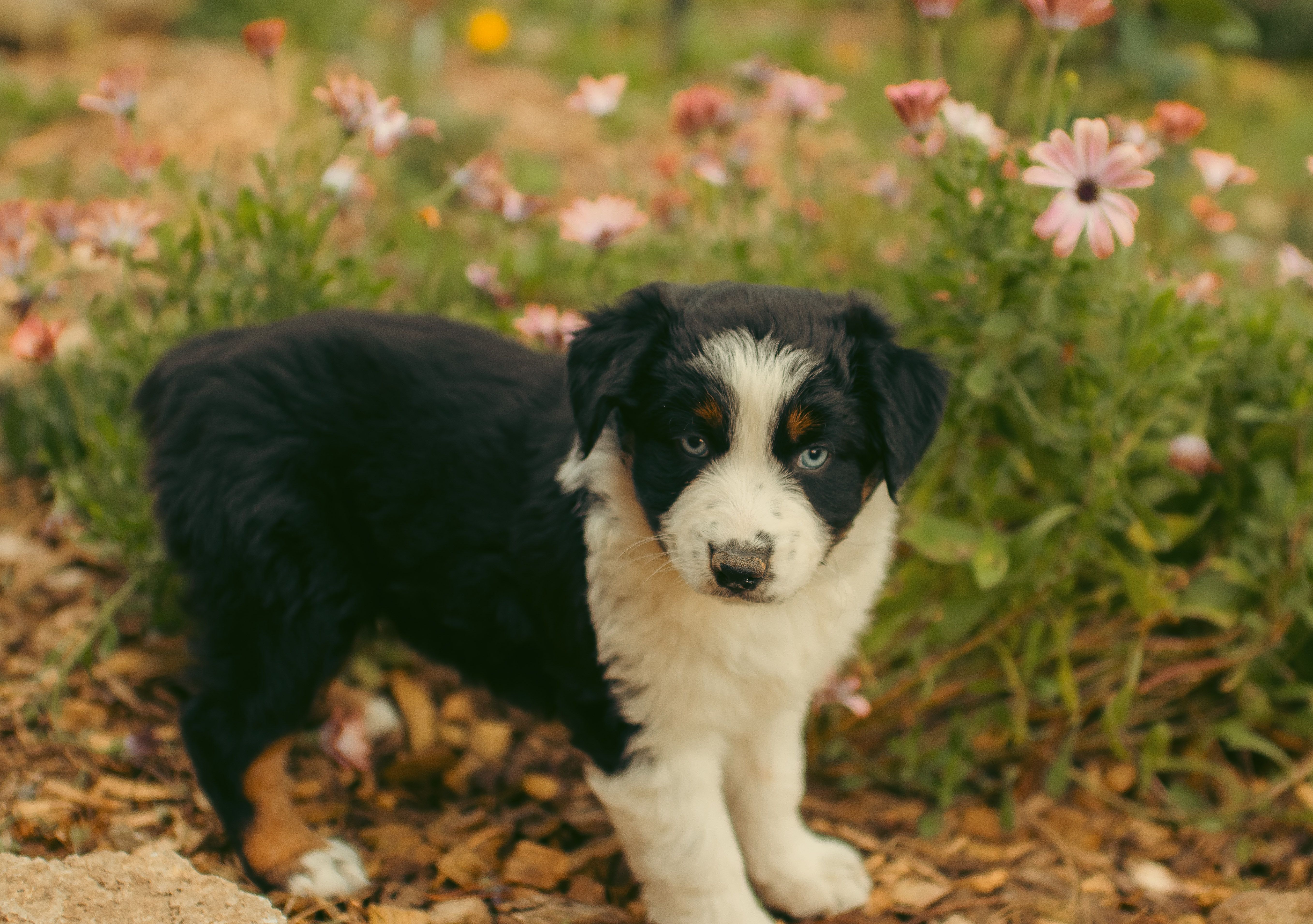 Emerald – Australian Shepherd puppy for sale in Cotati, CA