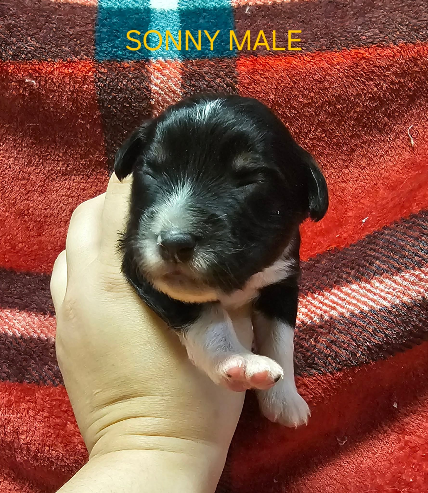 Sonny – Australian Shepherd puppy for sale in Independence, OR