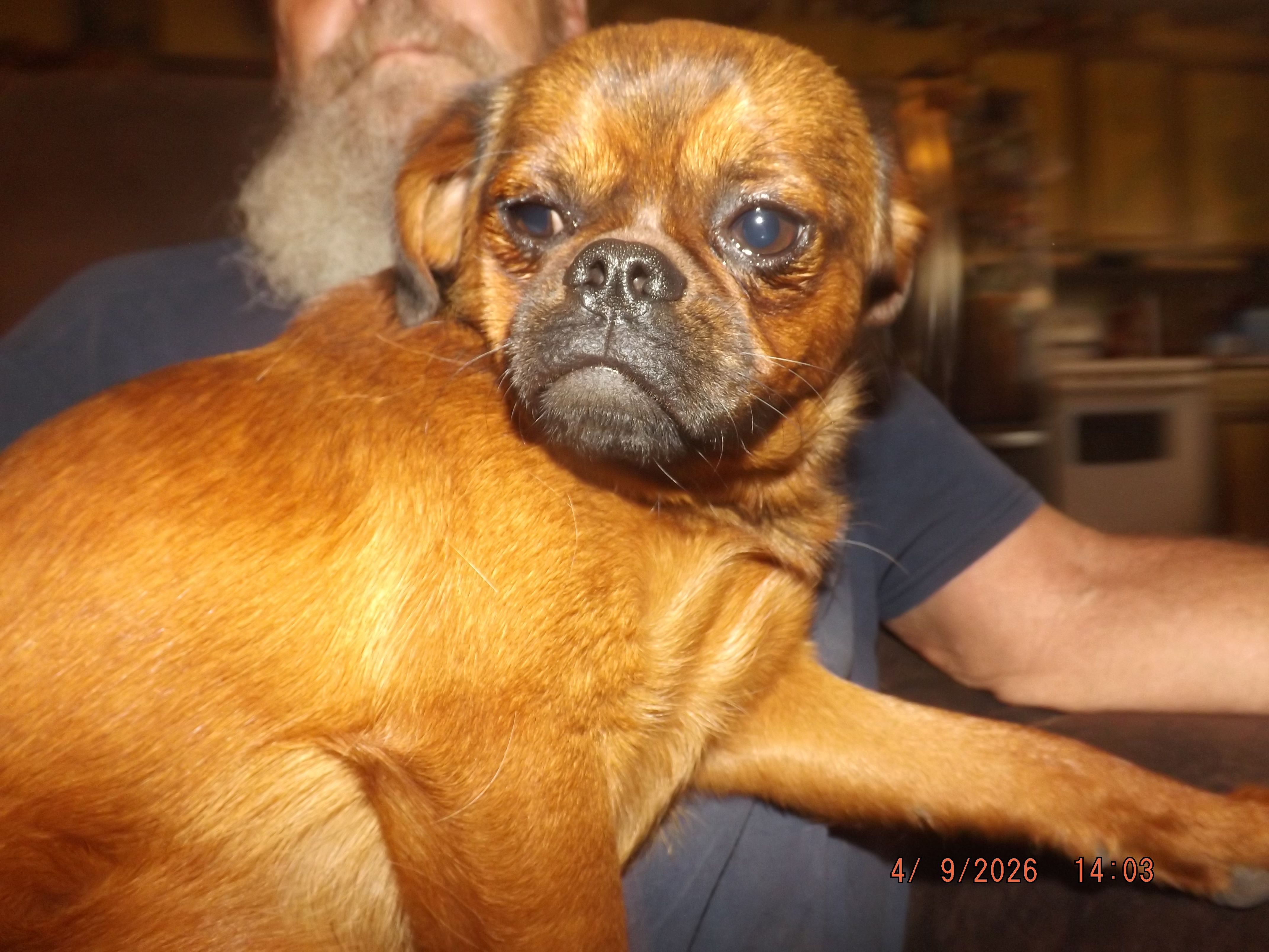 AKC Pretty Boy – Brussels Griffon puppy for sale in Berryville, AR
