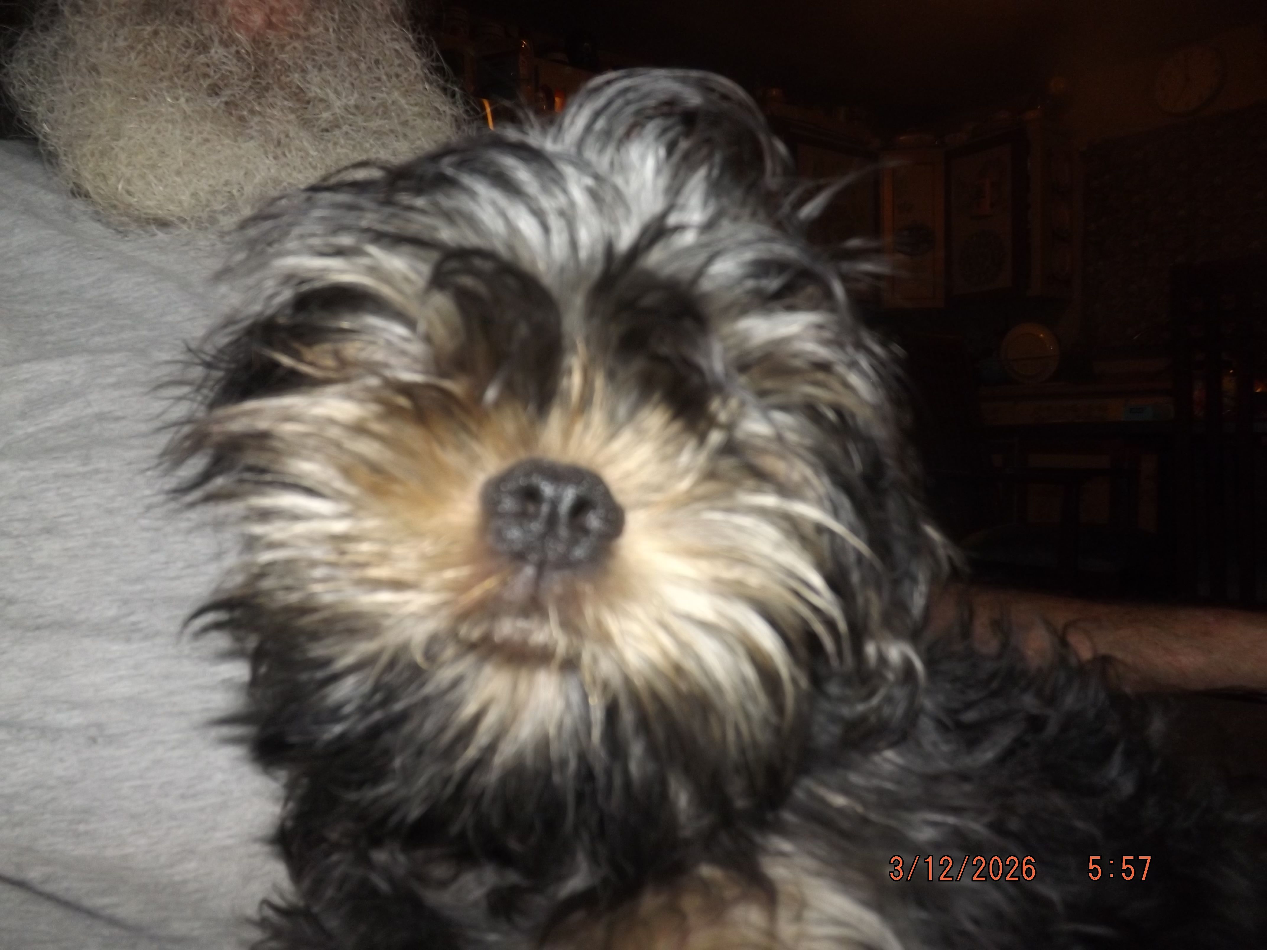 AKC Sarge – Brussels Griffon puppy for sale in Berryville, AR