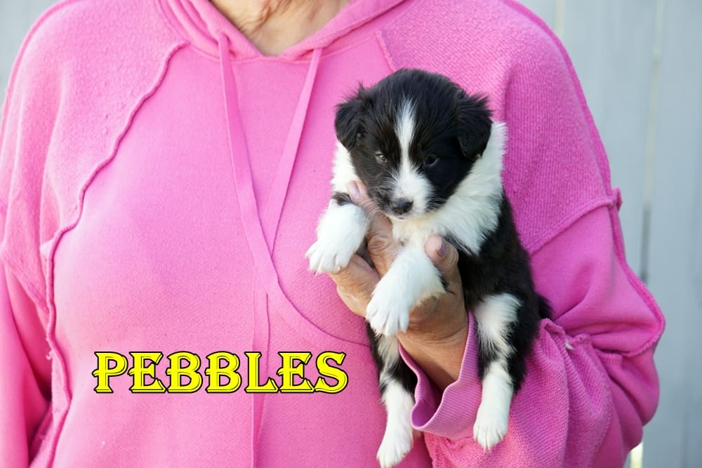 Pebbles- Bi Black Female – Shetland Sheepdog puppy for sale in Frazeysburg, OH