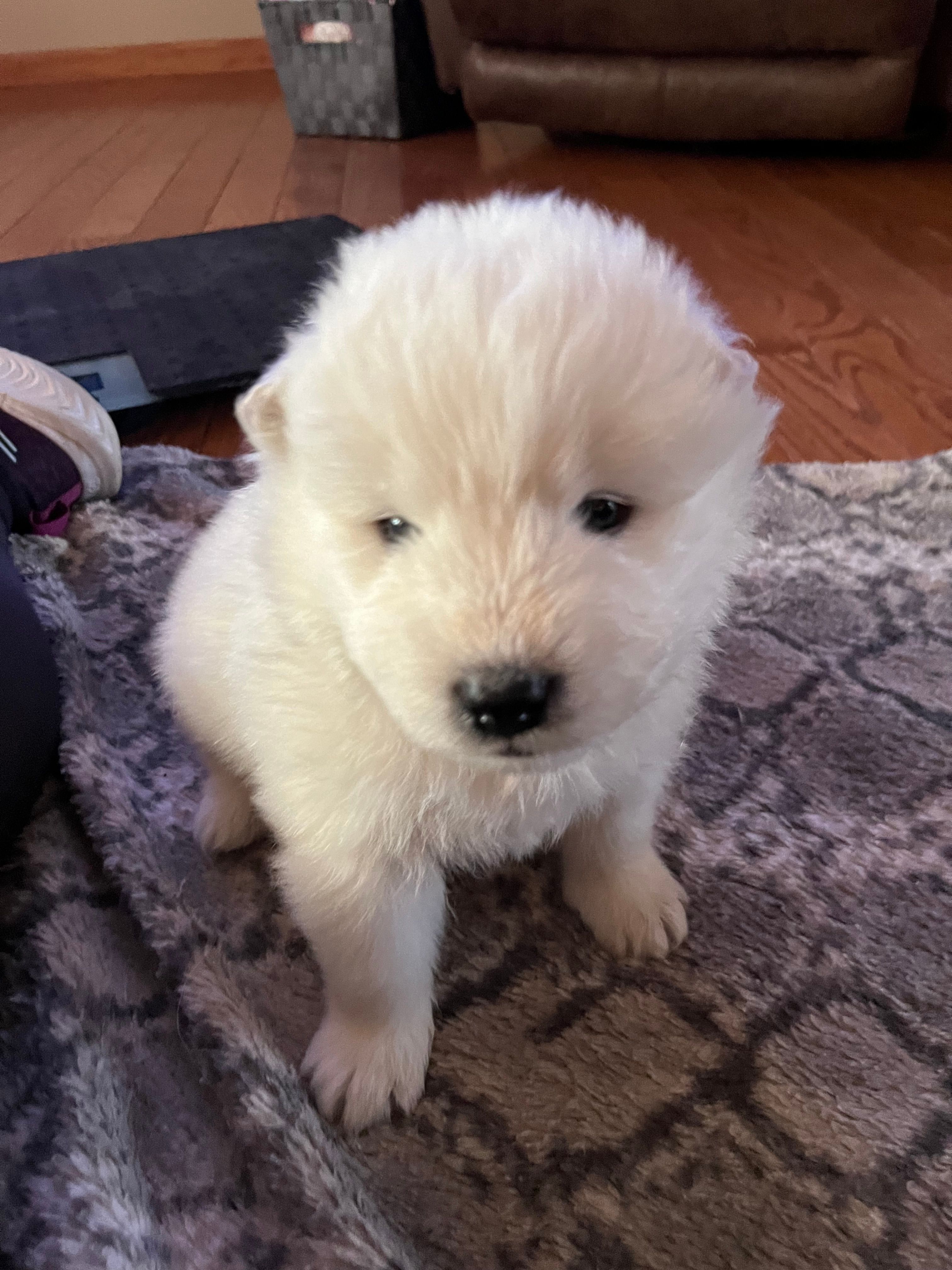 Nacho – Samoyed puppy for sale in Little Falls, MN