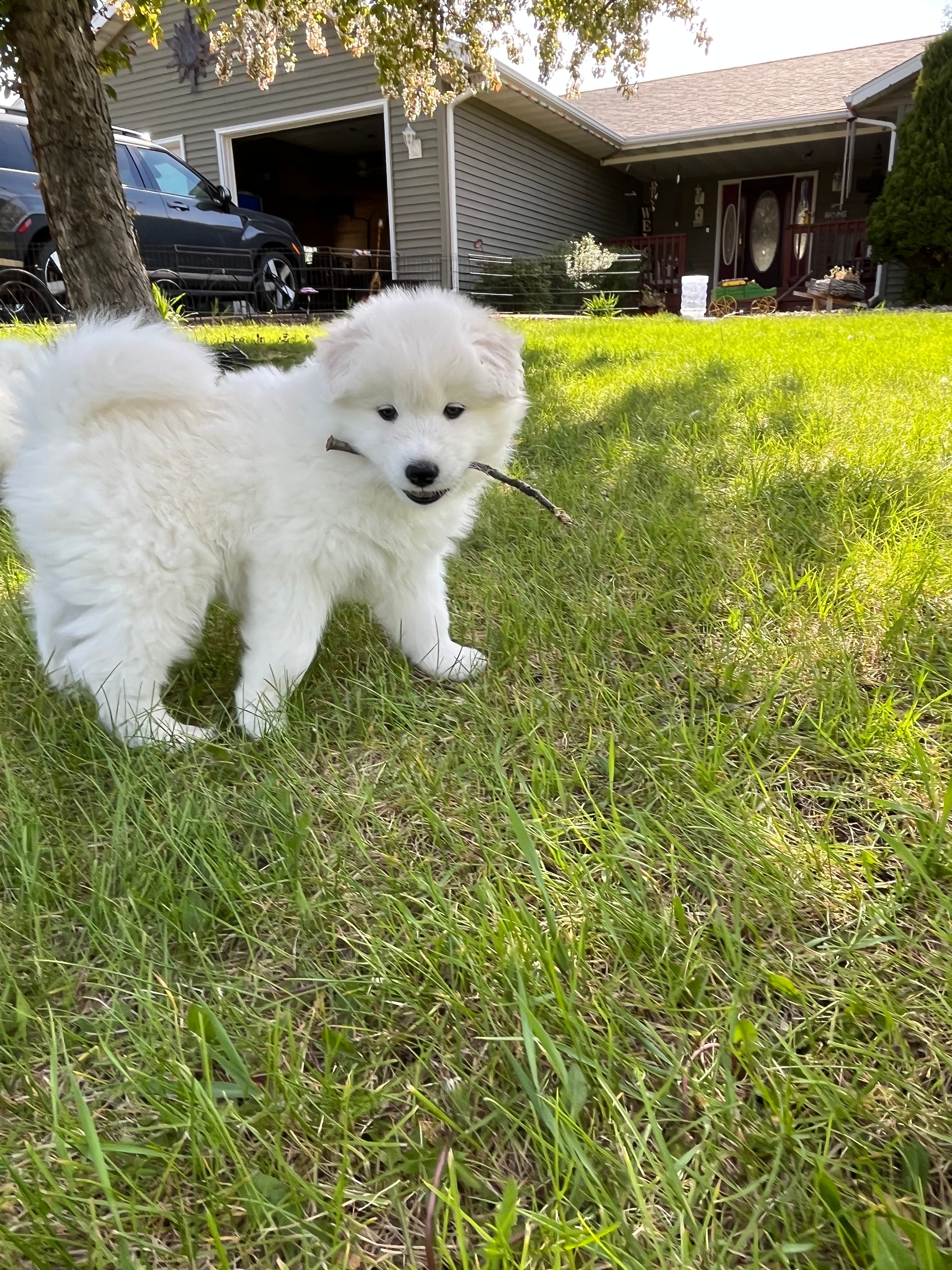 Cheddar – Samoyed puppy for sale in Little Falls, MN
